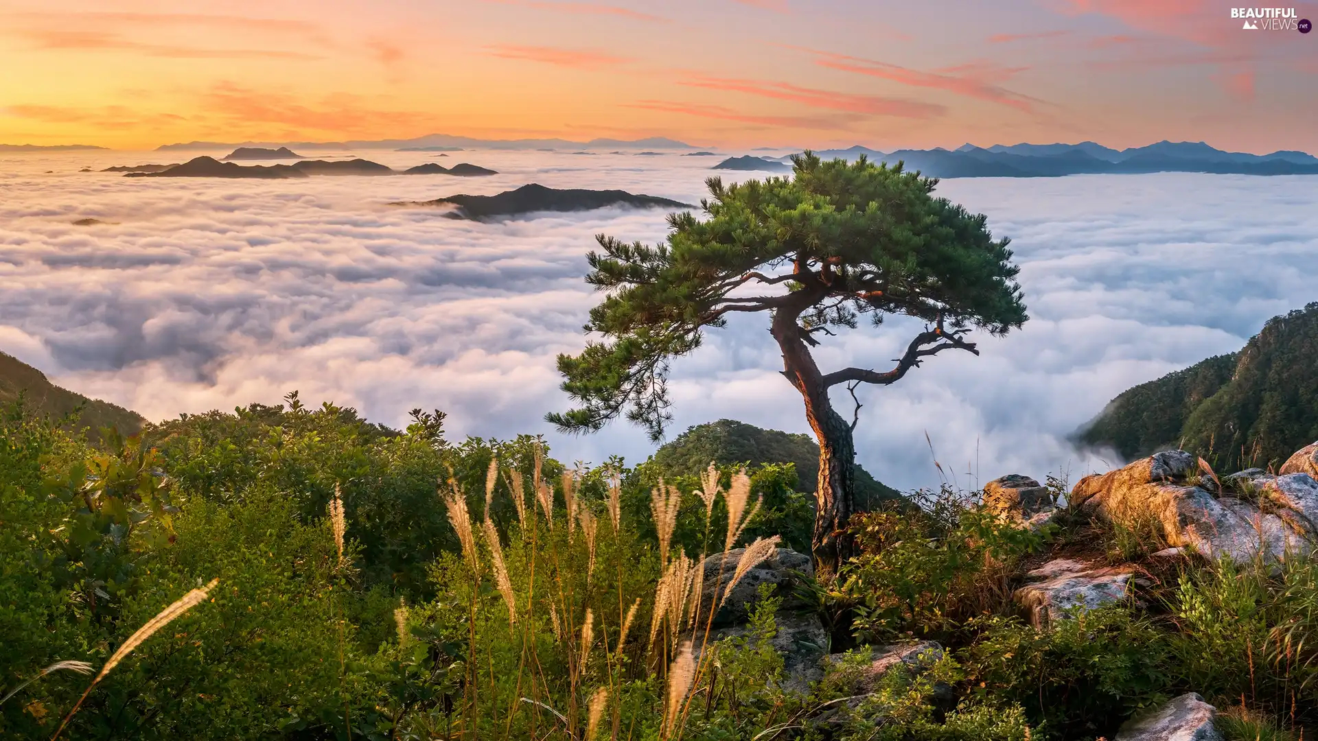 Fog, Sunrise, pine, rocks, trees, Mountains