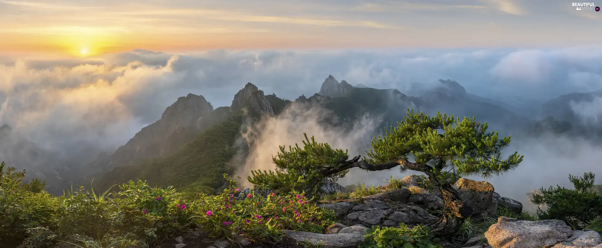 pine, Wolchulsan National Park, Sunrise, rocks, Wolchulsan Mountains, Fog, South Korea