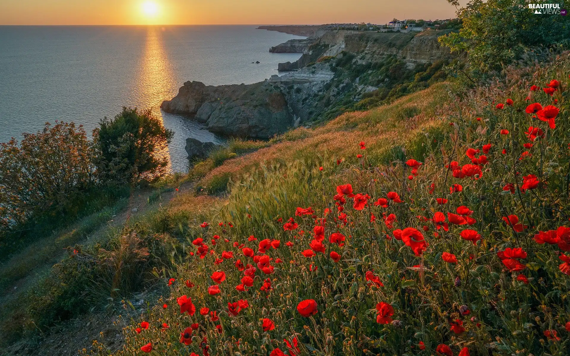 Coast, Sunrise, papavers, rocks, sea, Flowers, VEGETATION