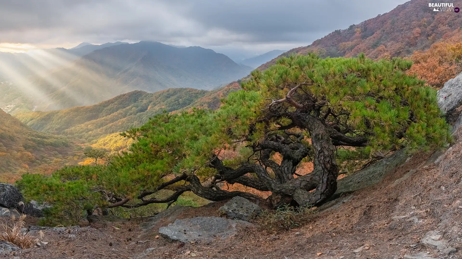 rocks, Mountains, pine