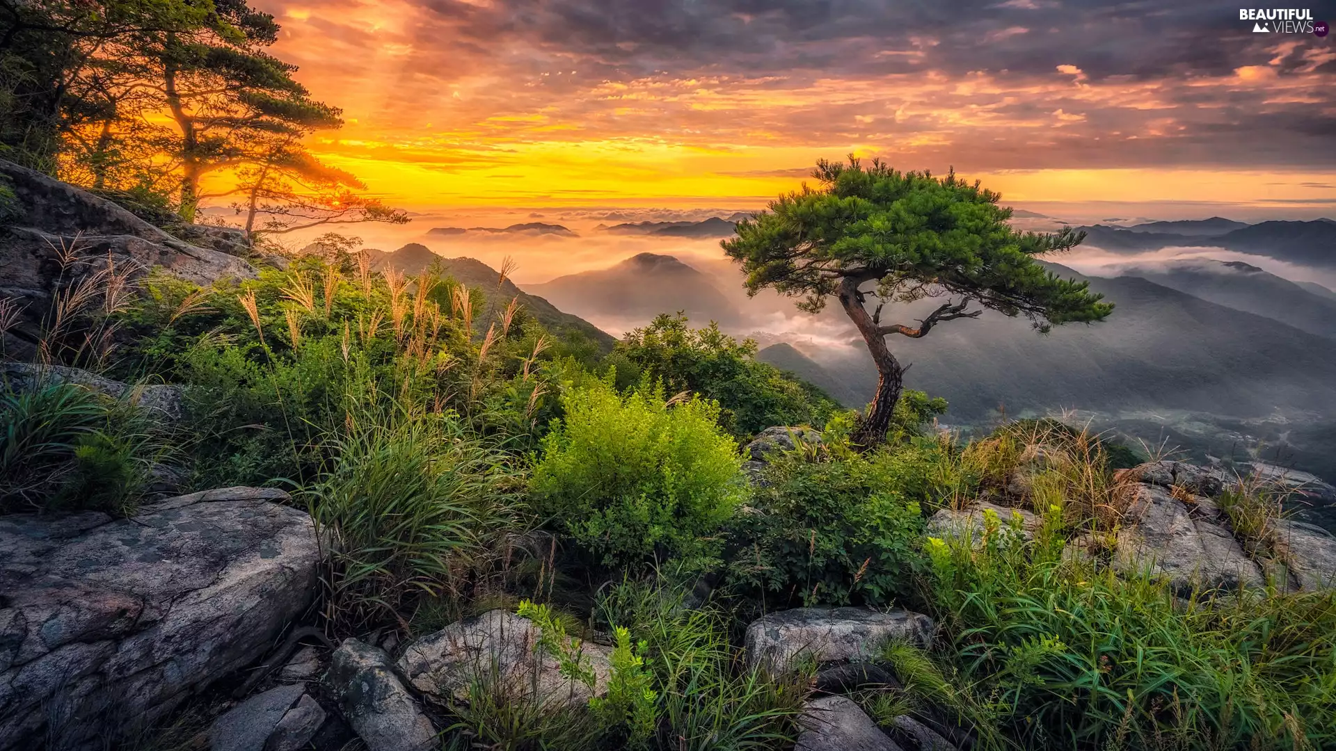 trees, Sunrise, pine, rocks, Mountains, viewes, Fog