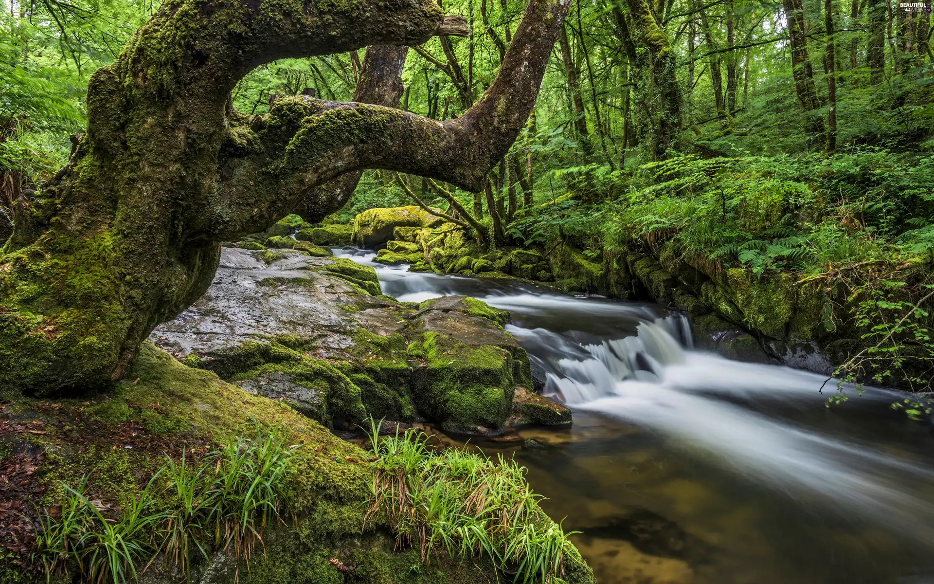 trees, forest, mossy, rocks, viewes, River