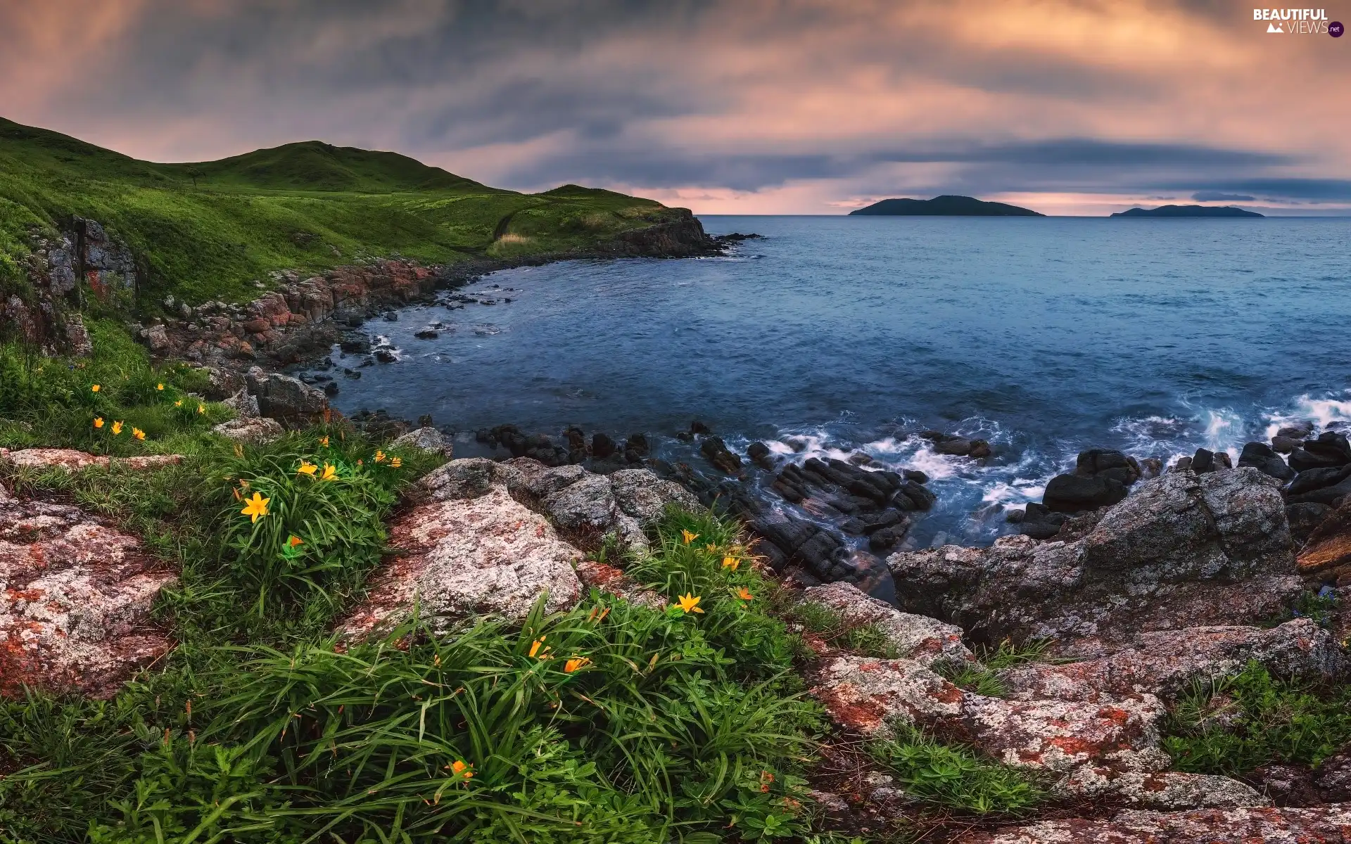 rocks, The Hills, Russia, Plants, Seaside, coast, Japanese Sea, Flowers