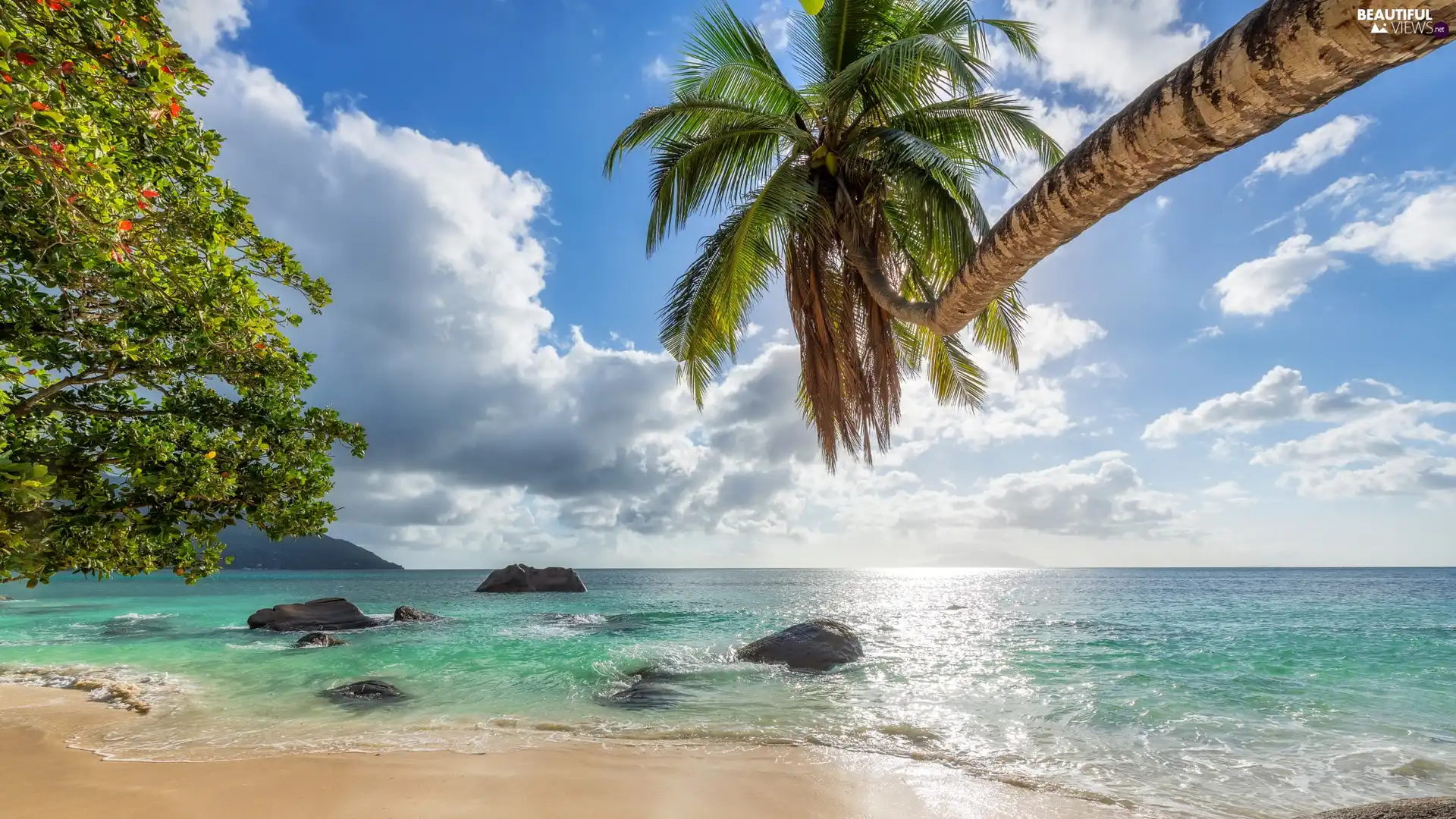 Palm, rocks, sea, Beaches, Seychelles