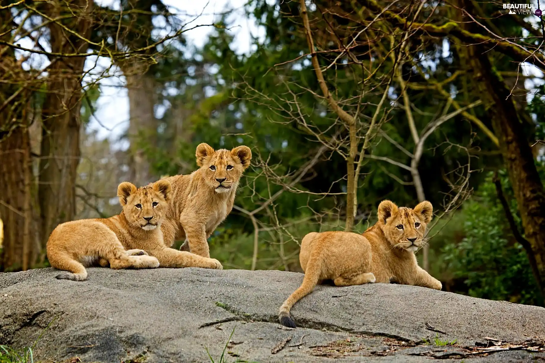 Rocks, Three, tigers