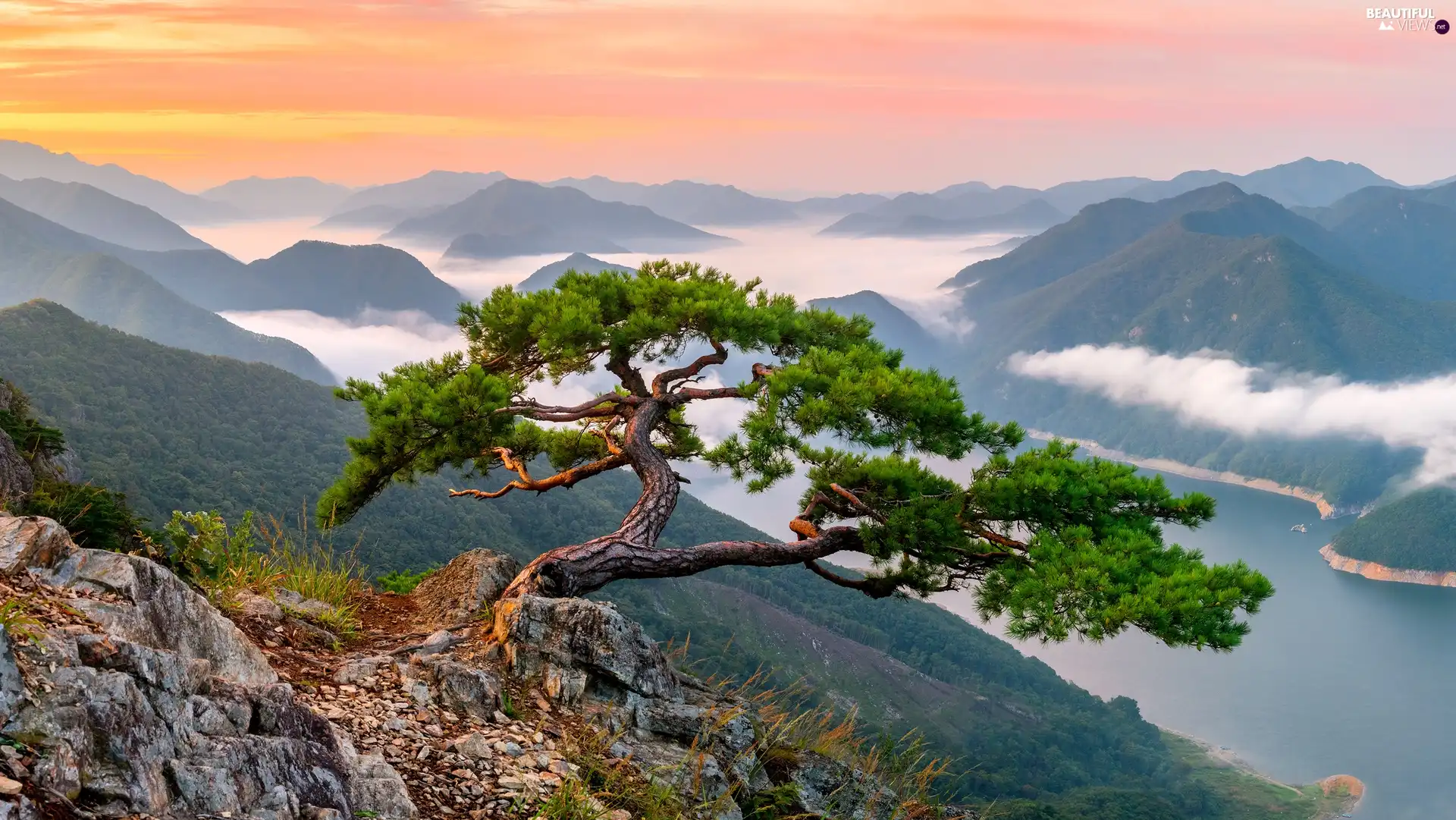 clouds, Mountains, trees, rocks, Sunrise, Fog, pine