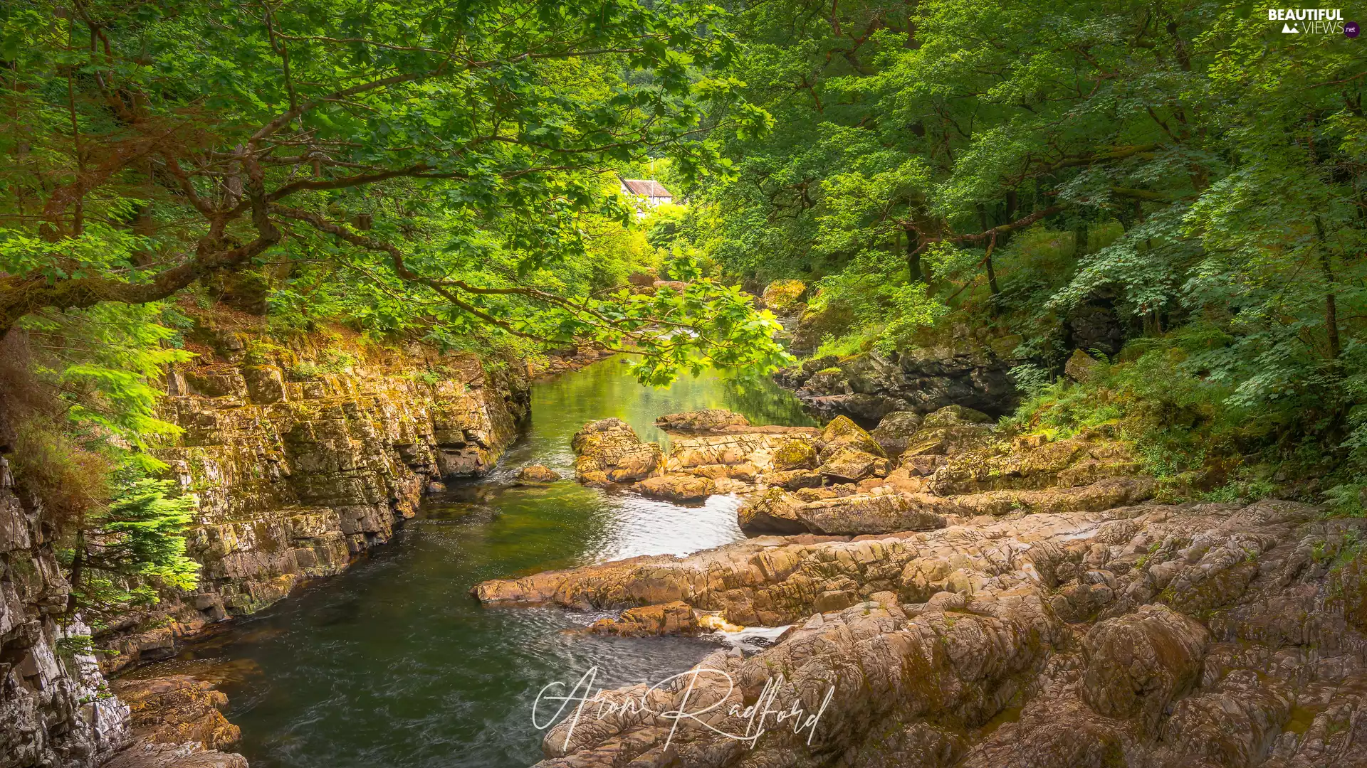 viewes, forest, Stones, Rocks, River, trees