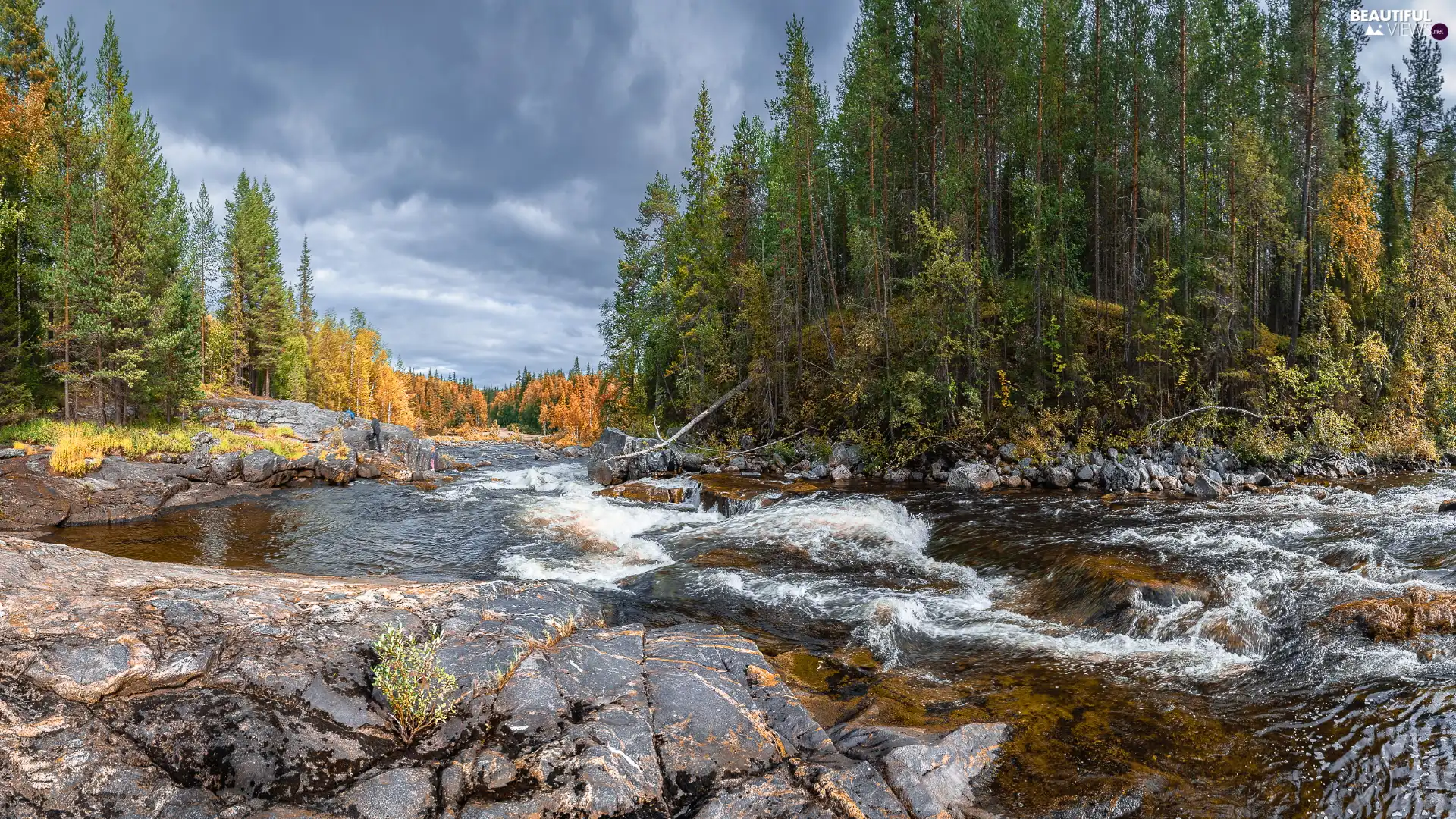 viewes, forest, Stones, rocks, River, trees