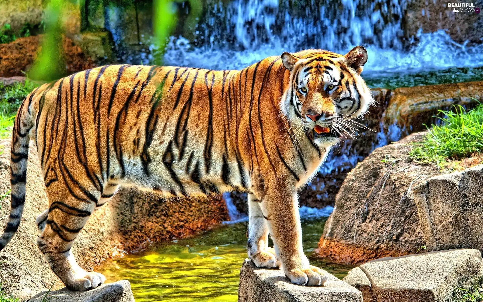 rocks, tiger, waterfall