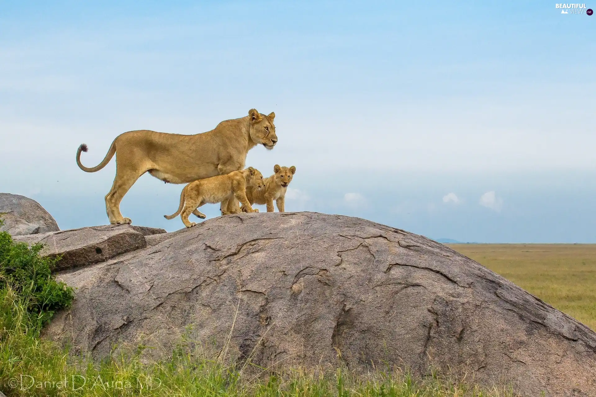 Rocks, Lioness, young