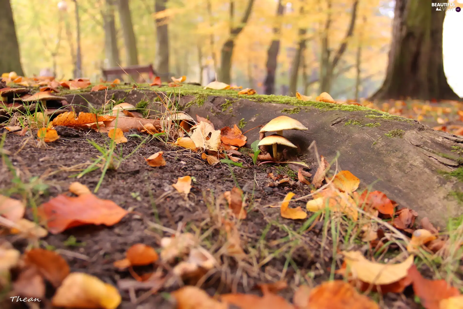 root, Park, Leaf, mushroom, dry