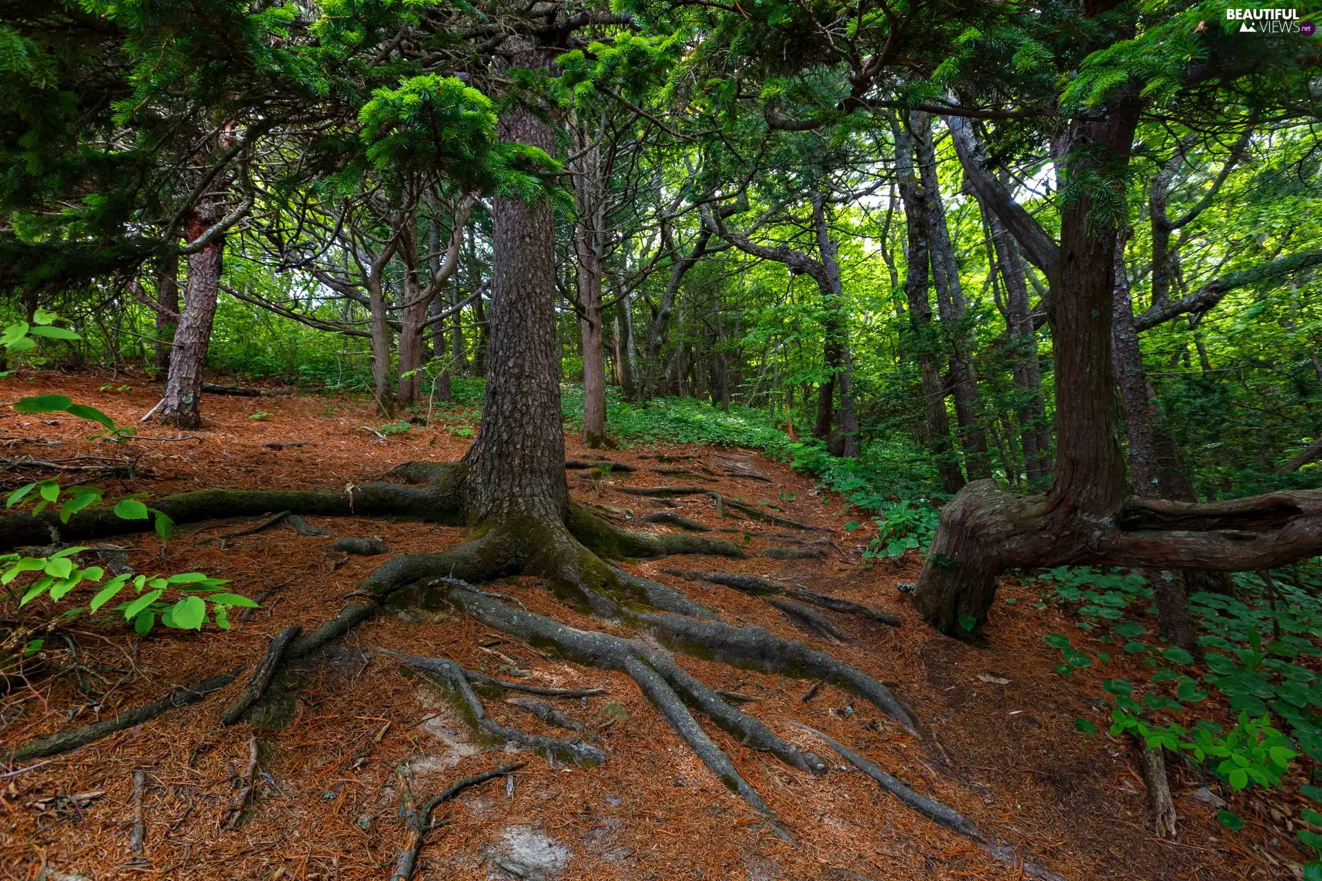 trees, Green, projections, roots, viewes, forest