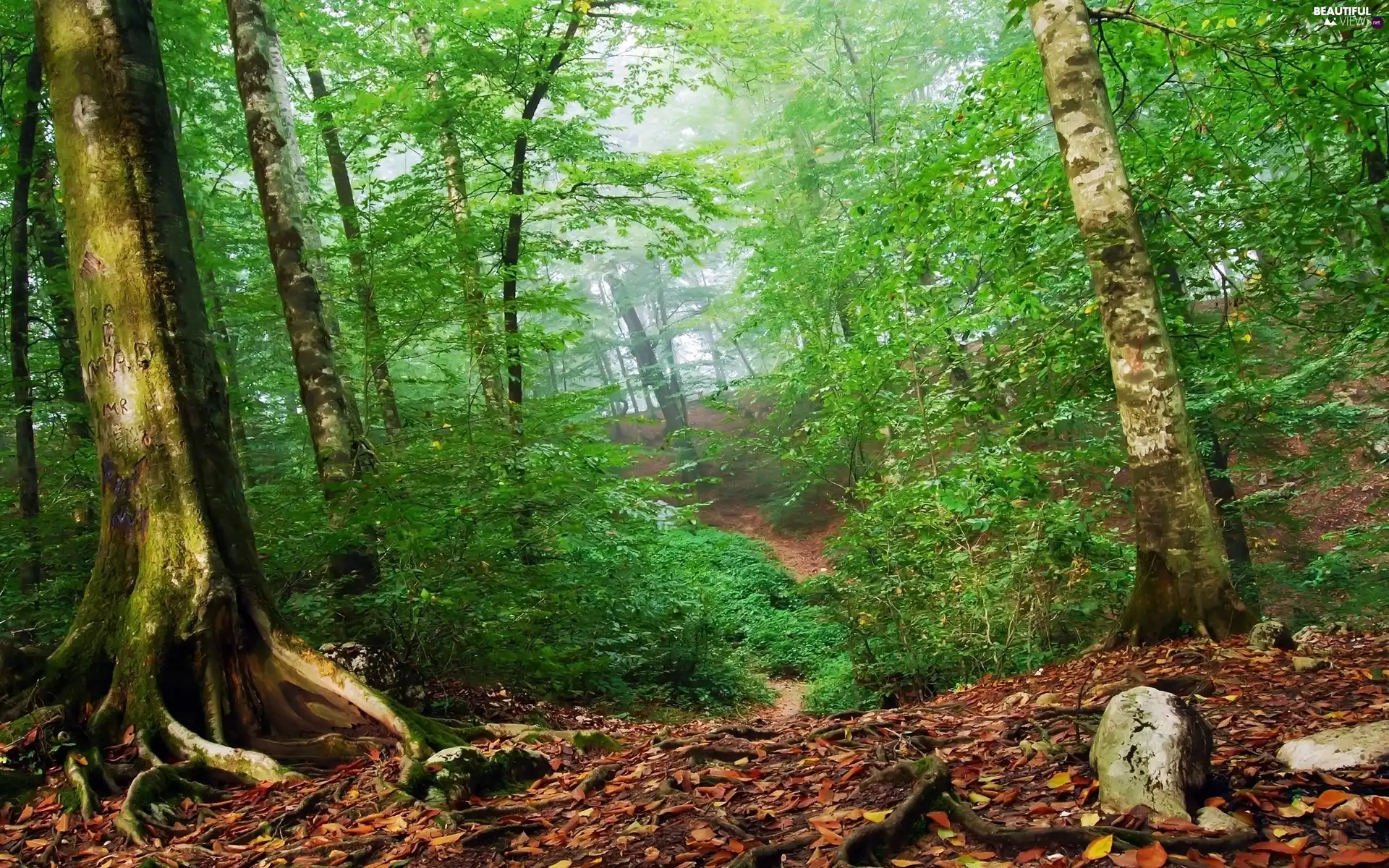 roots, forest, green