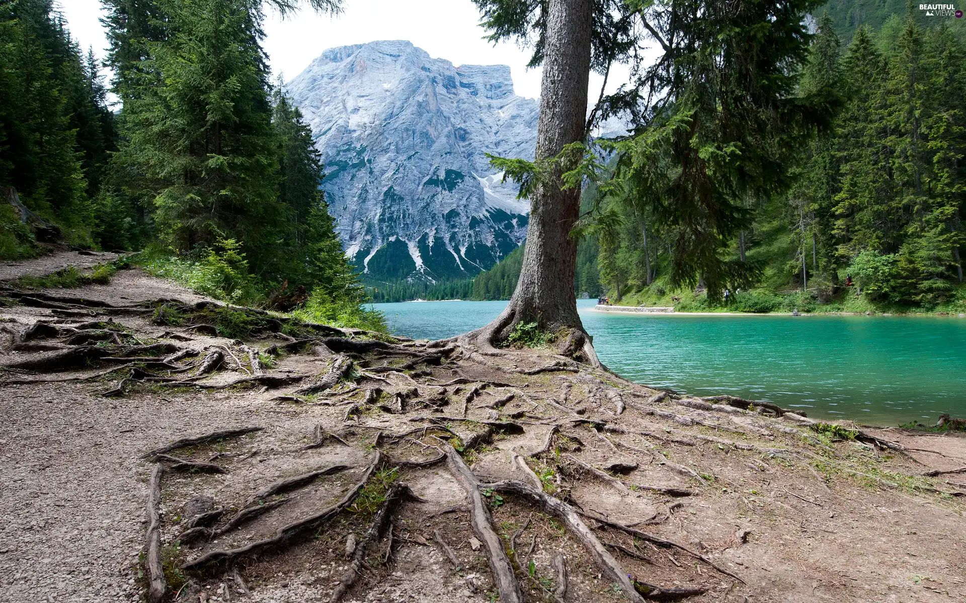 roots, Mountains, trees, viewes, lake