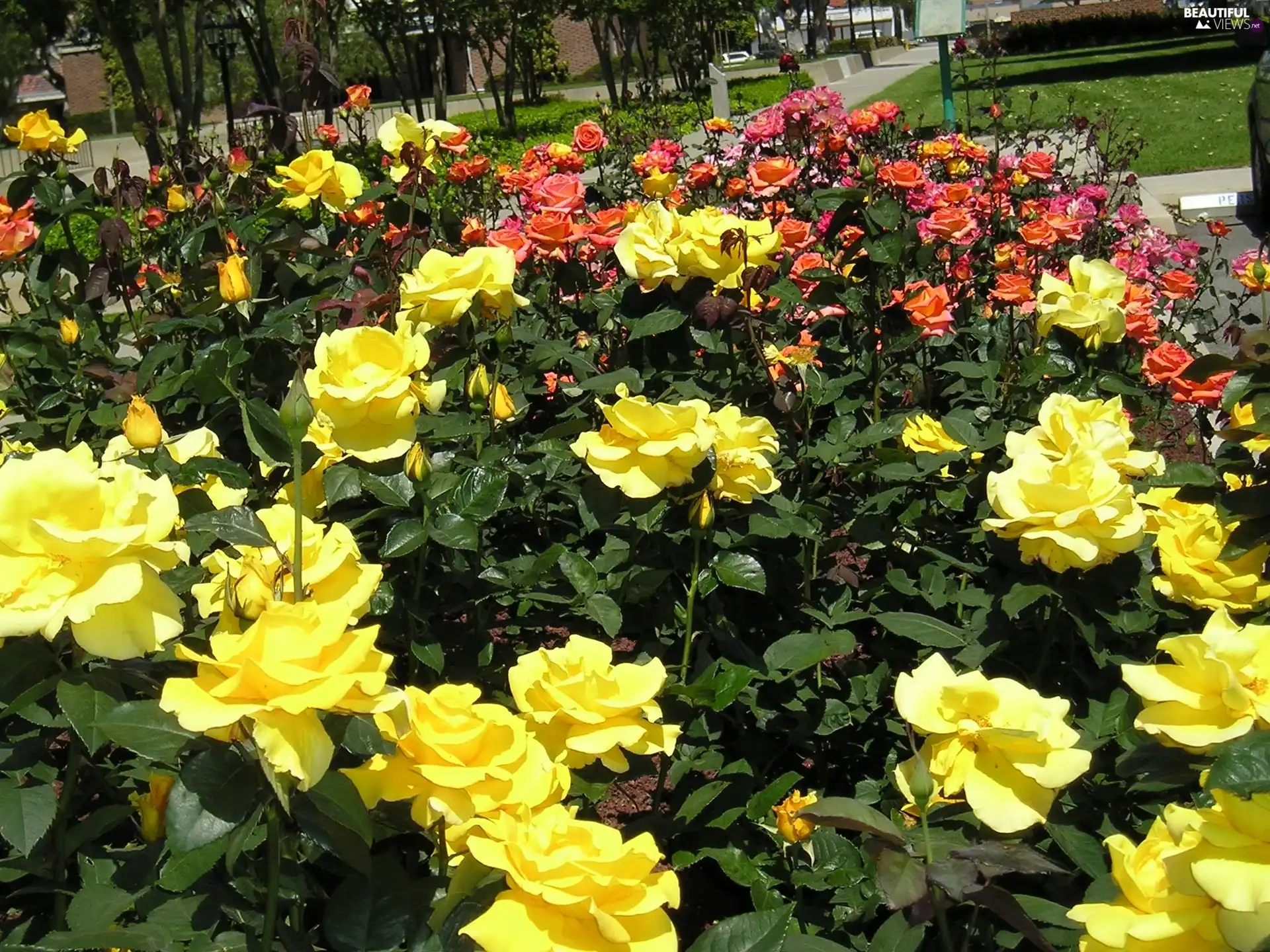 Garden, roses