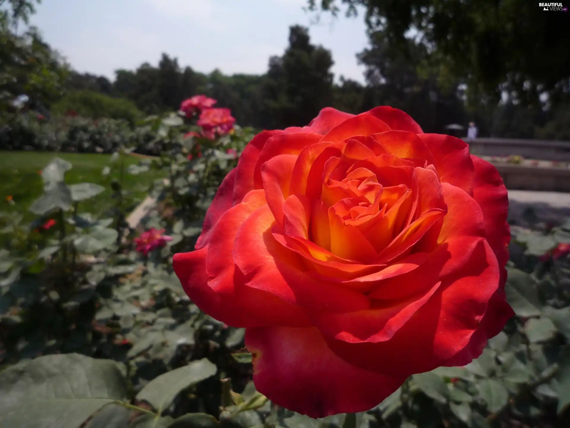 roses, Garden, Red