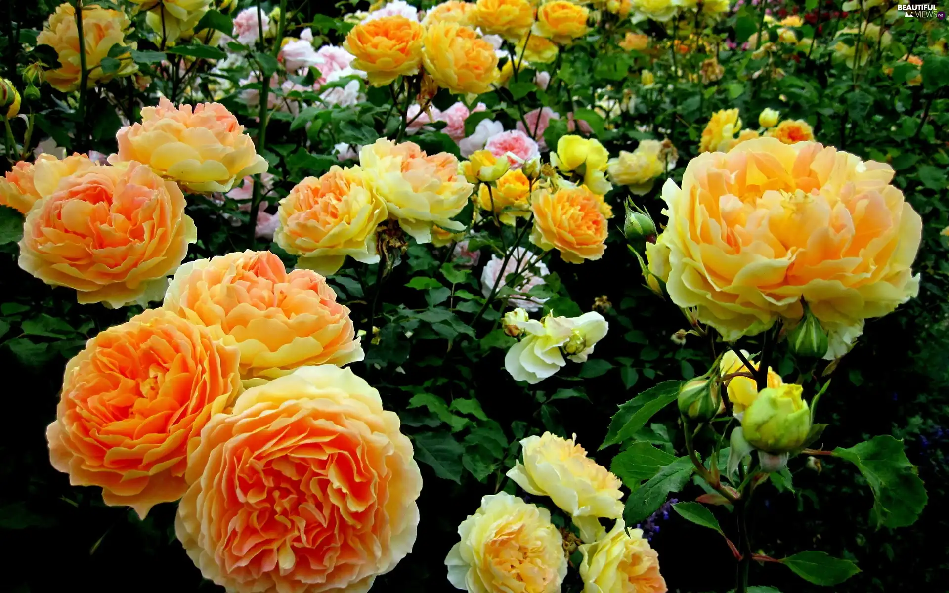 roses, Garden, Yellow