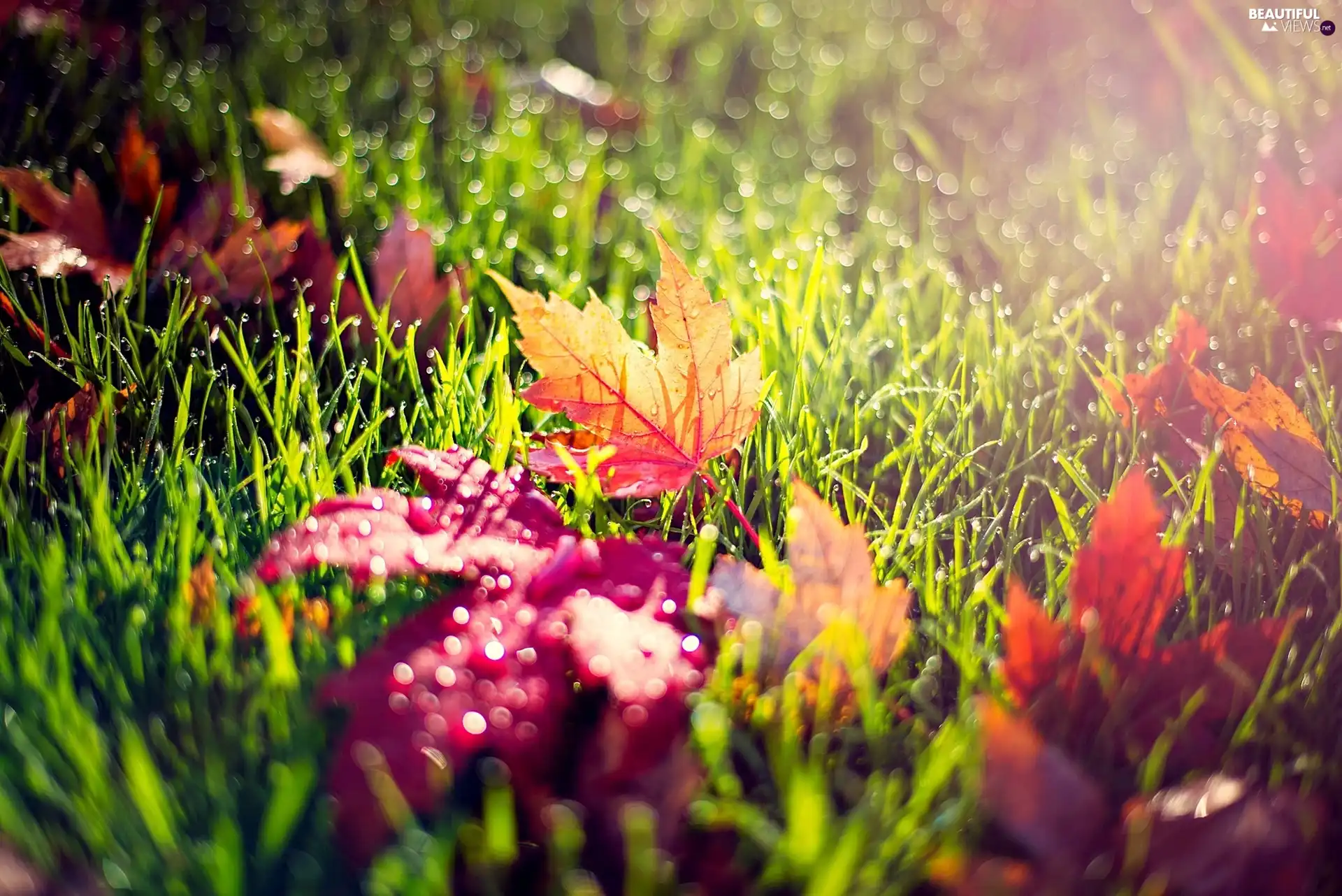 Rosy, autumn, Leaf, drops, grass
