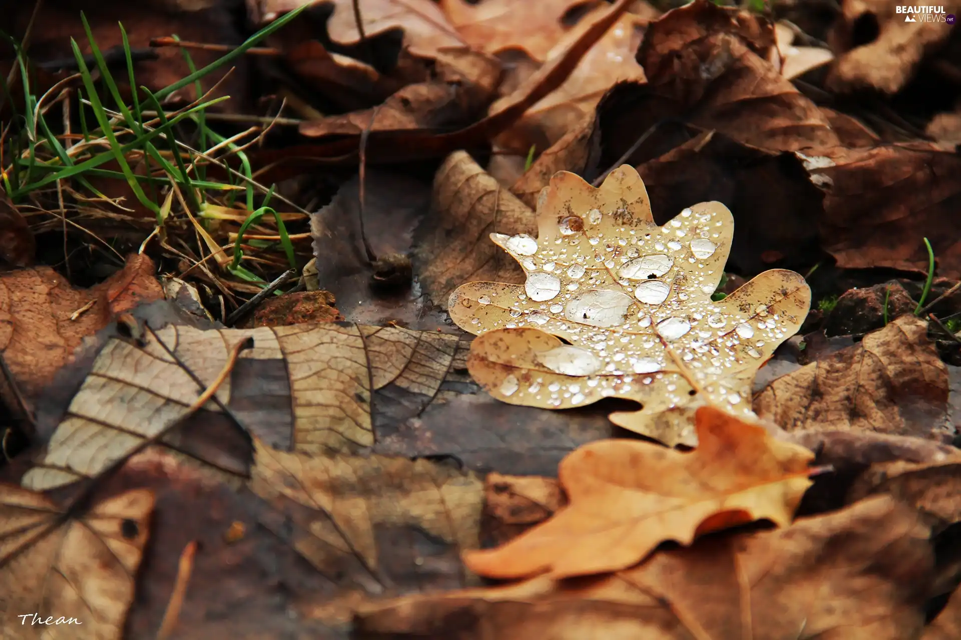 dry, drops, Rosy, Leaf