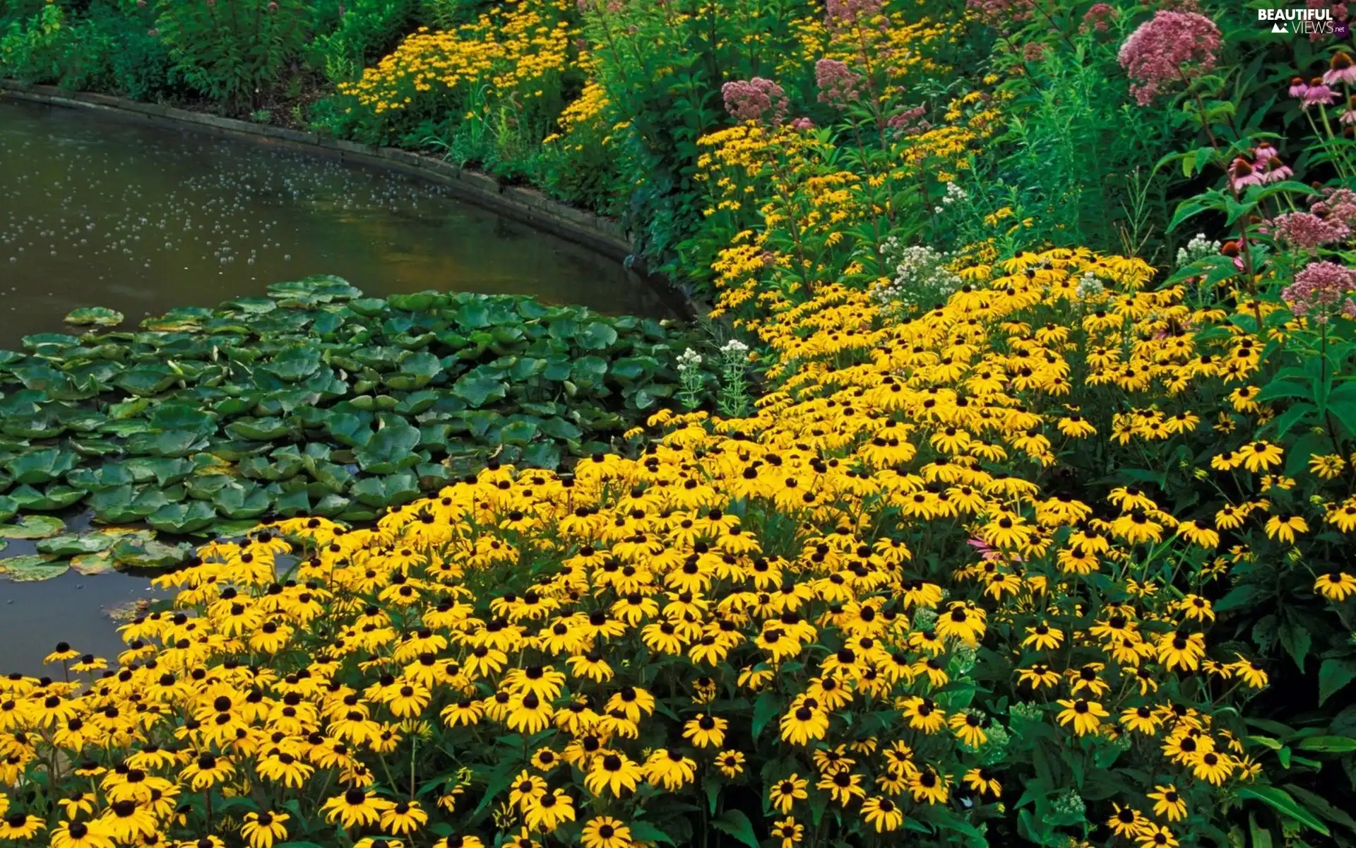 Nenufary, Flowers, Rudbeckia brilliant