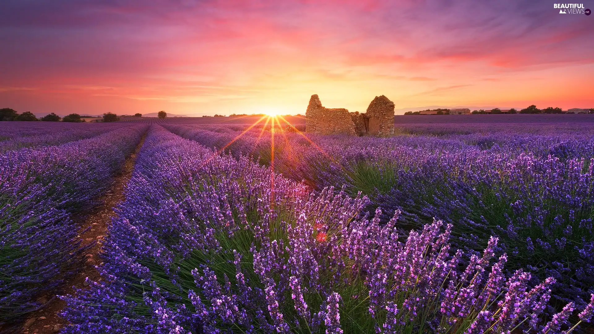 trees, viewes, rays of the Sun, ruin, Sunrise, lavender, Field, house