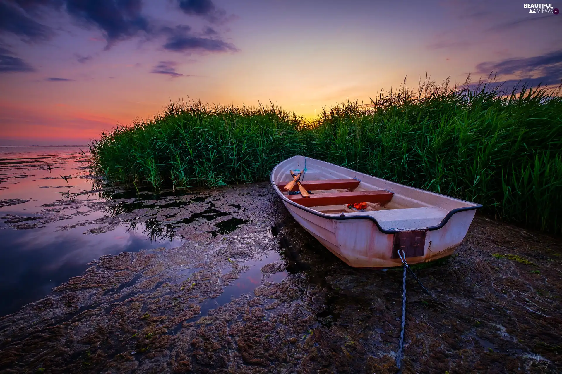 lake, rushes, Great Sunsets, Boat