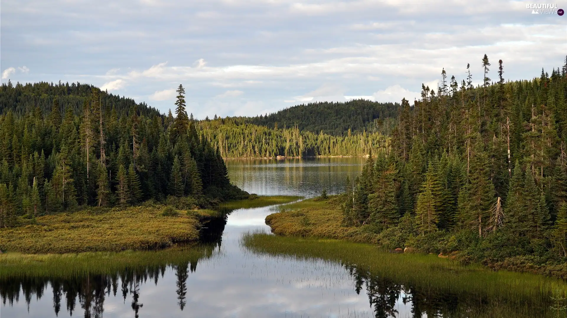 lake, Softwood, rushes, woods