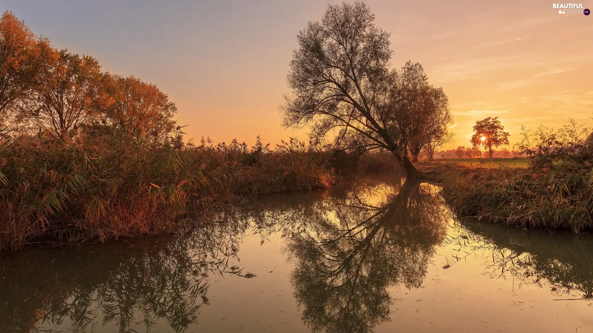 inclined, Great Sunsets, rushes, reflection, trees, River