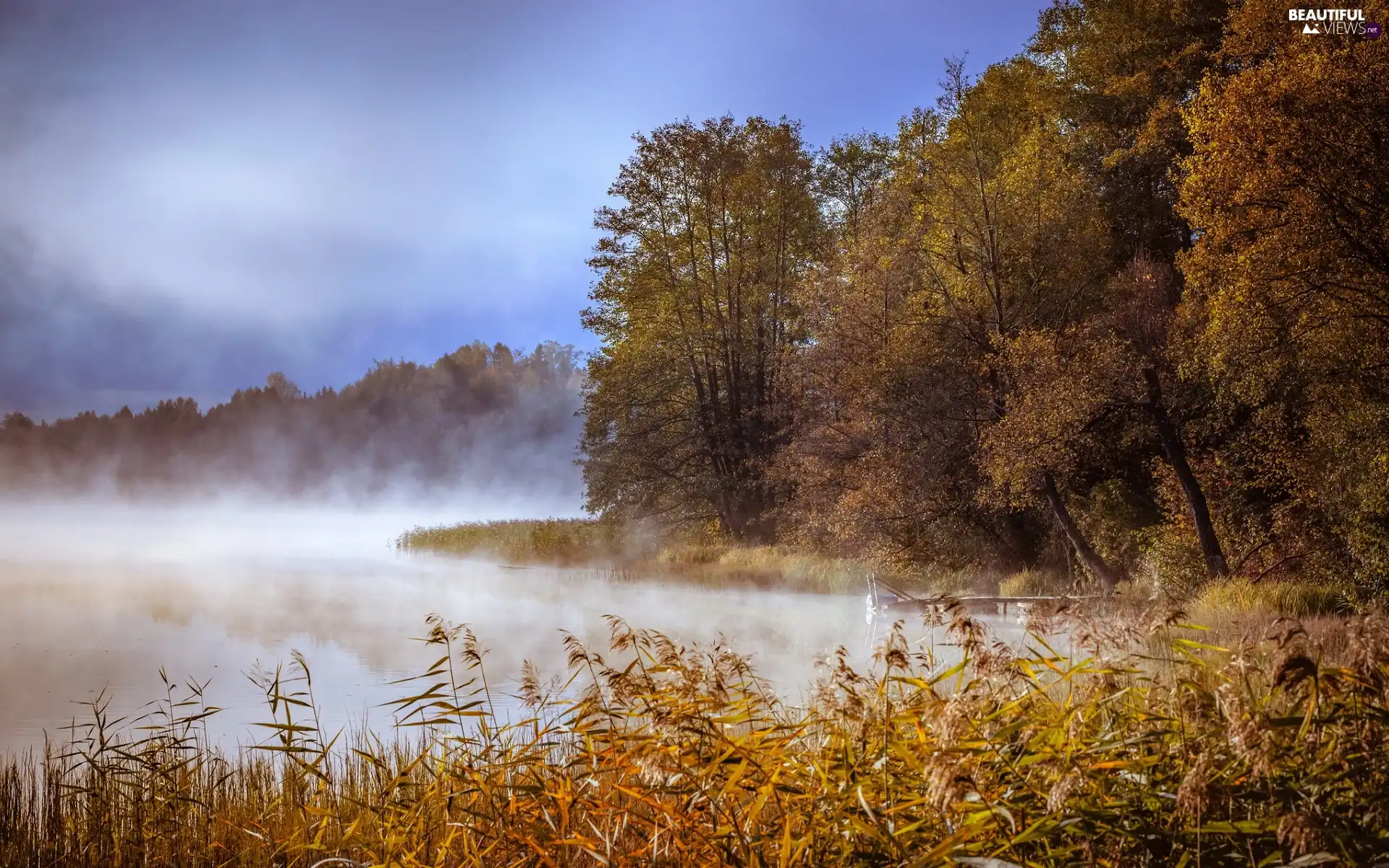 forest, lake, viewes, rushes, autumn, trees, Fog