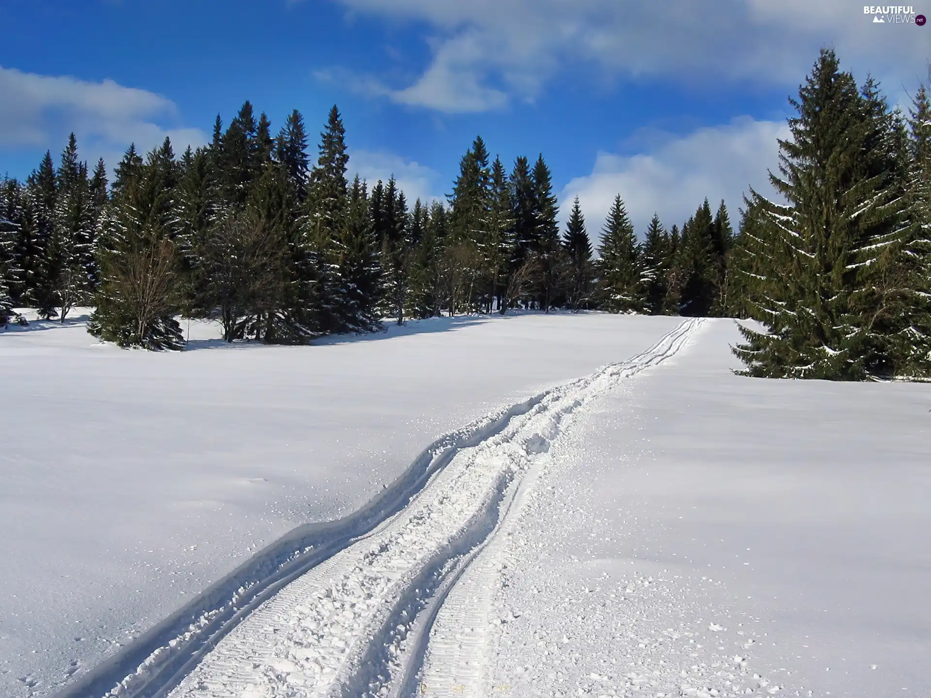 ruts, forest, snow