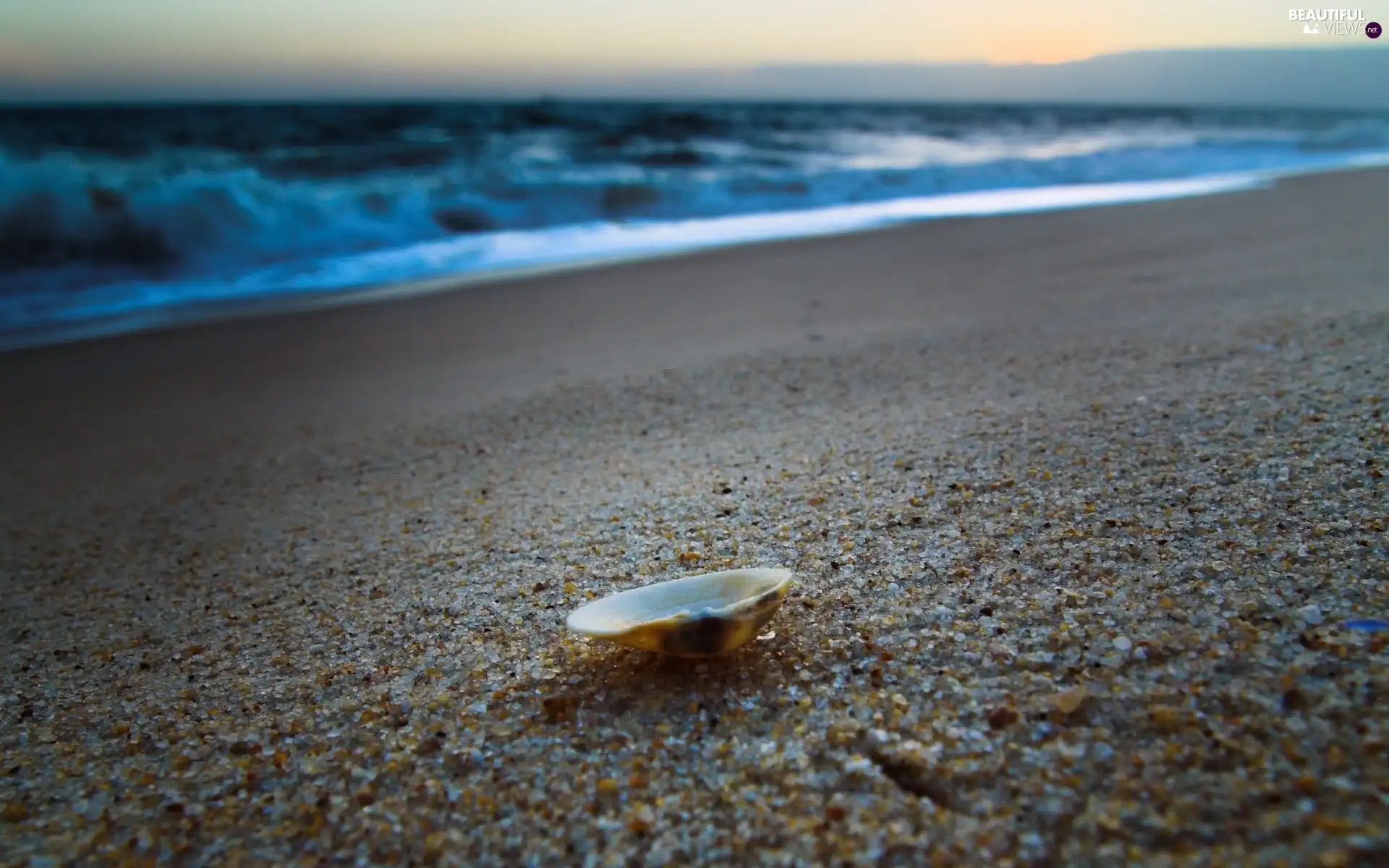 Sand, shell, Beaches