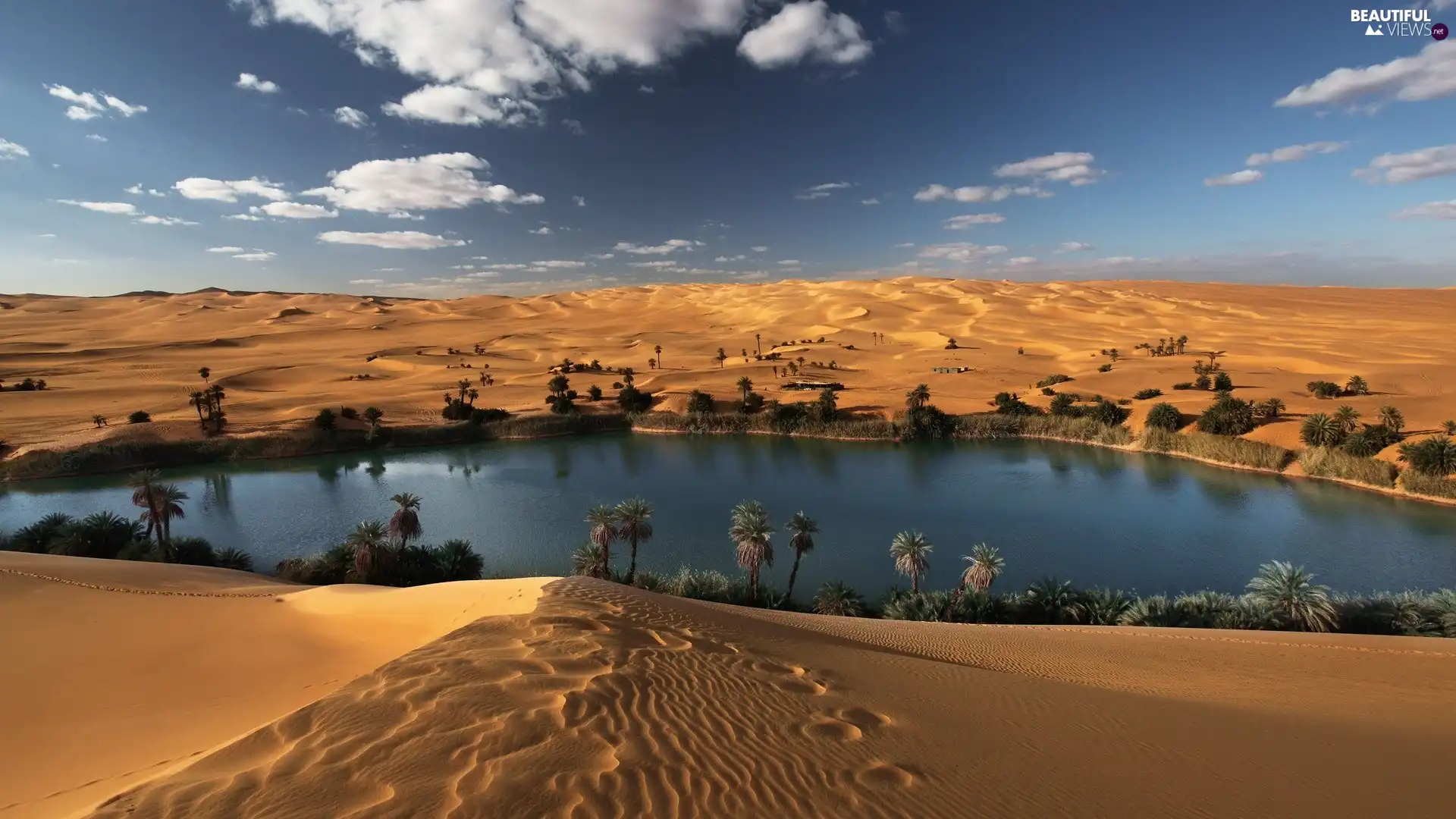 Palms, oasis, Sand, Desert