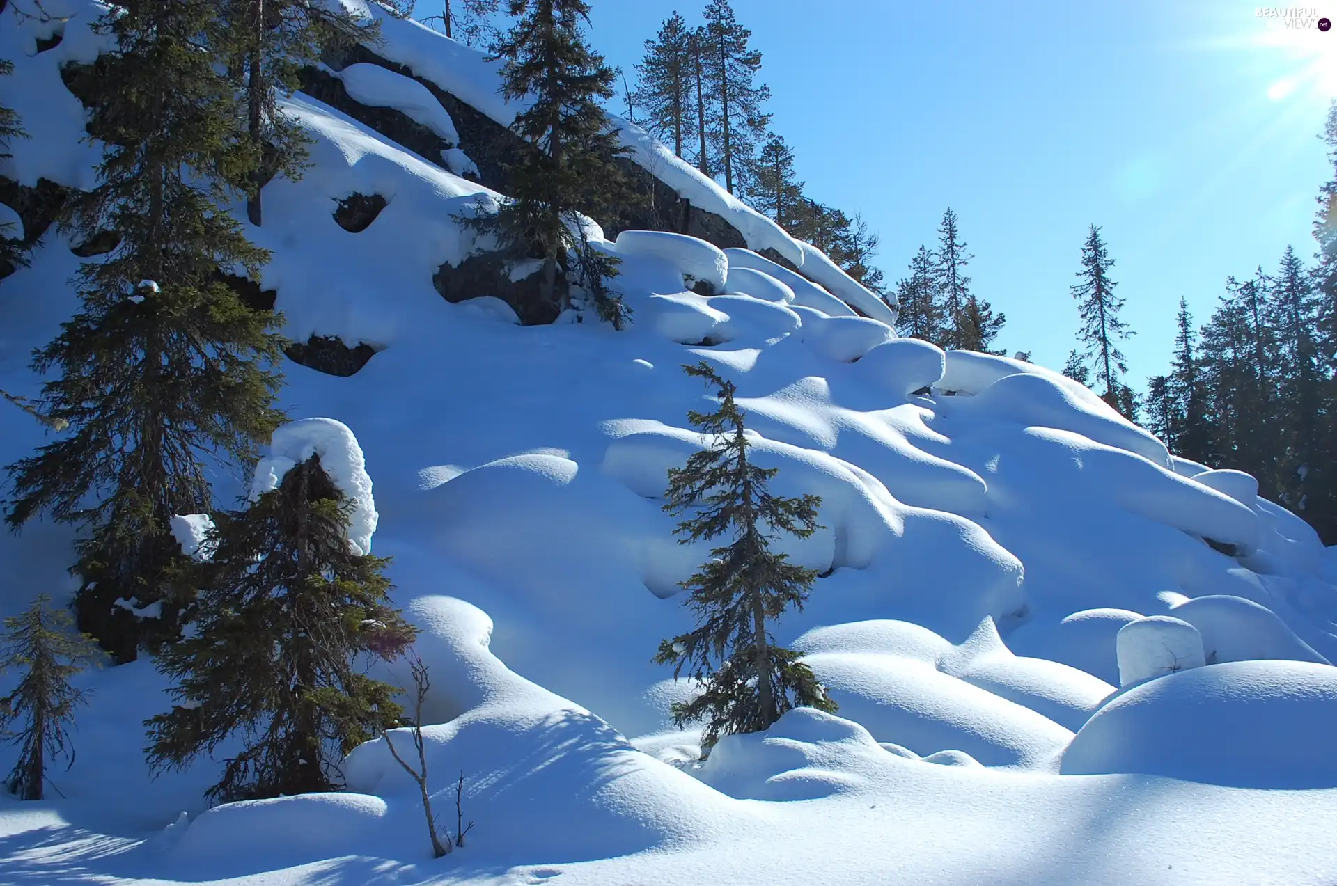 Sapling, winter, slope