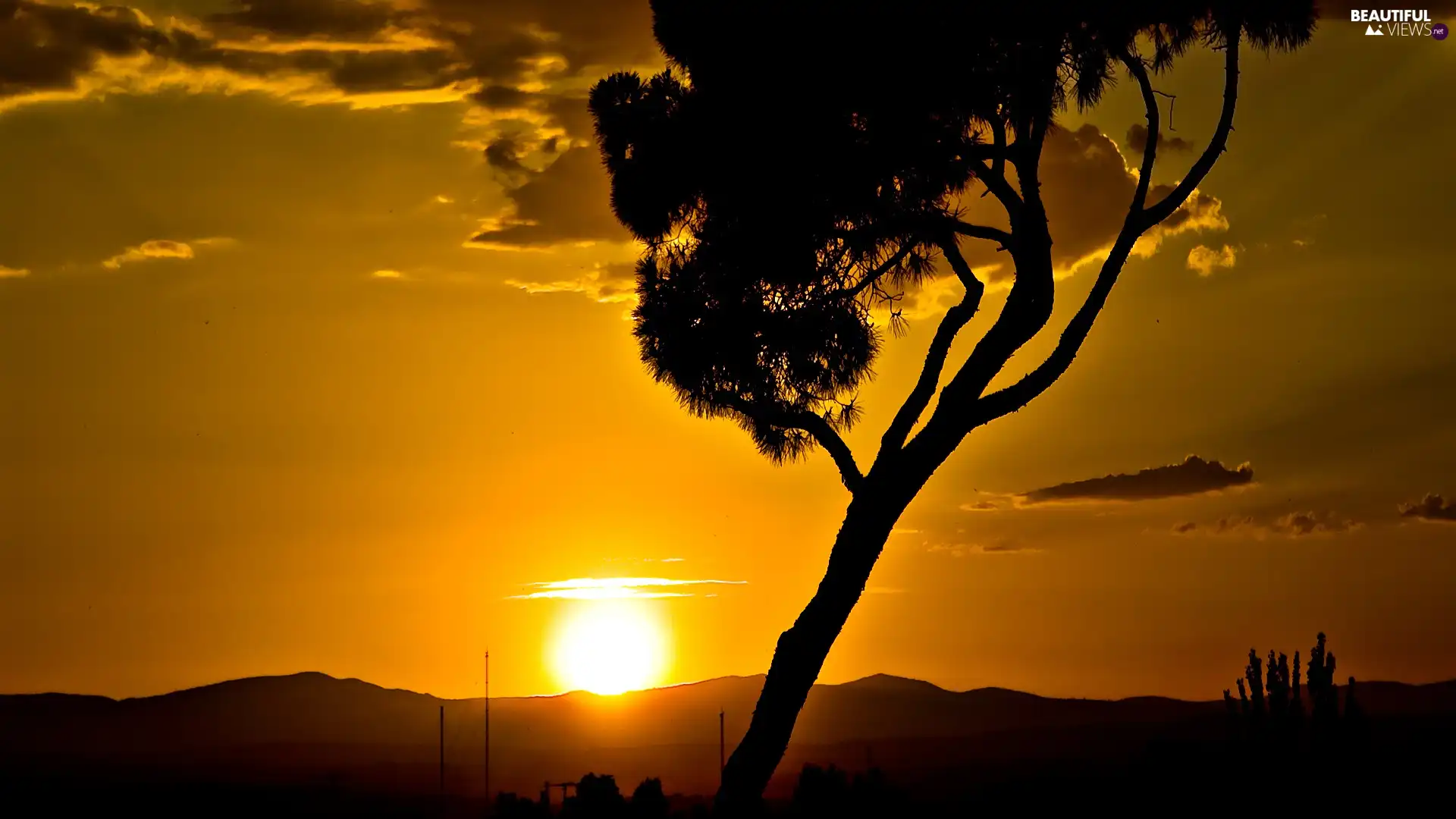 west, trees, savanna, sun