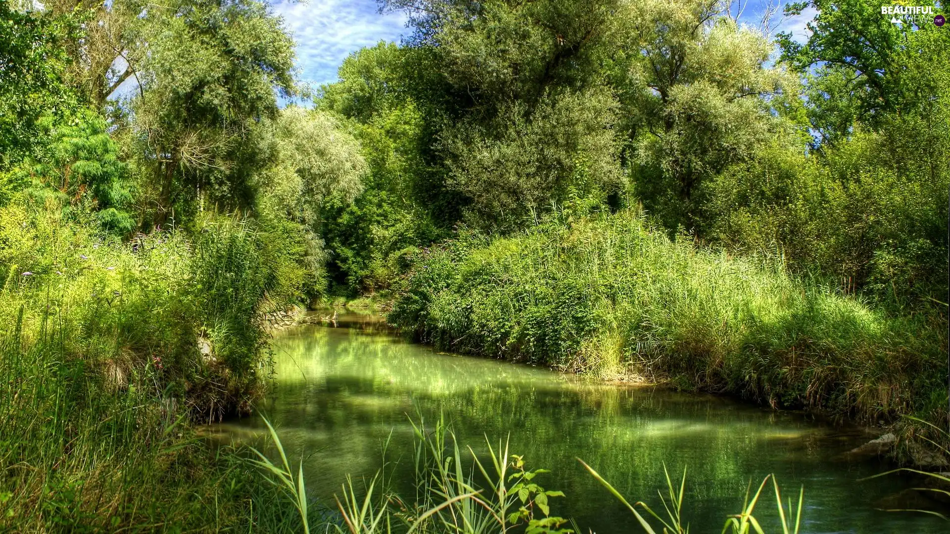 scrub, River, green