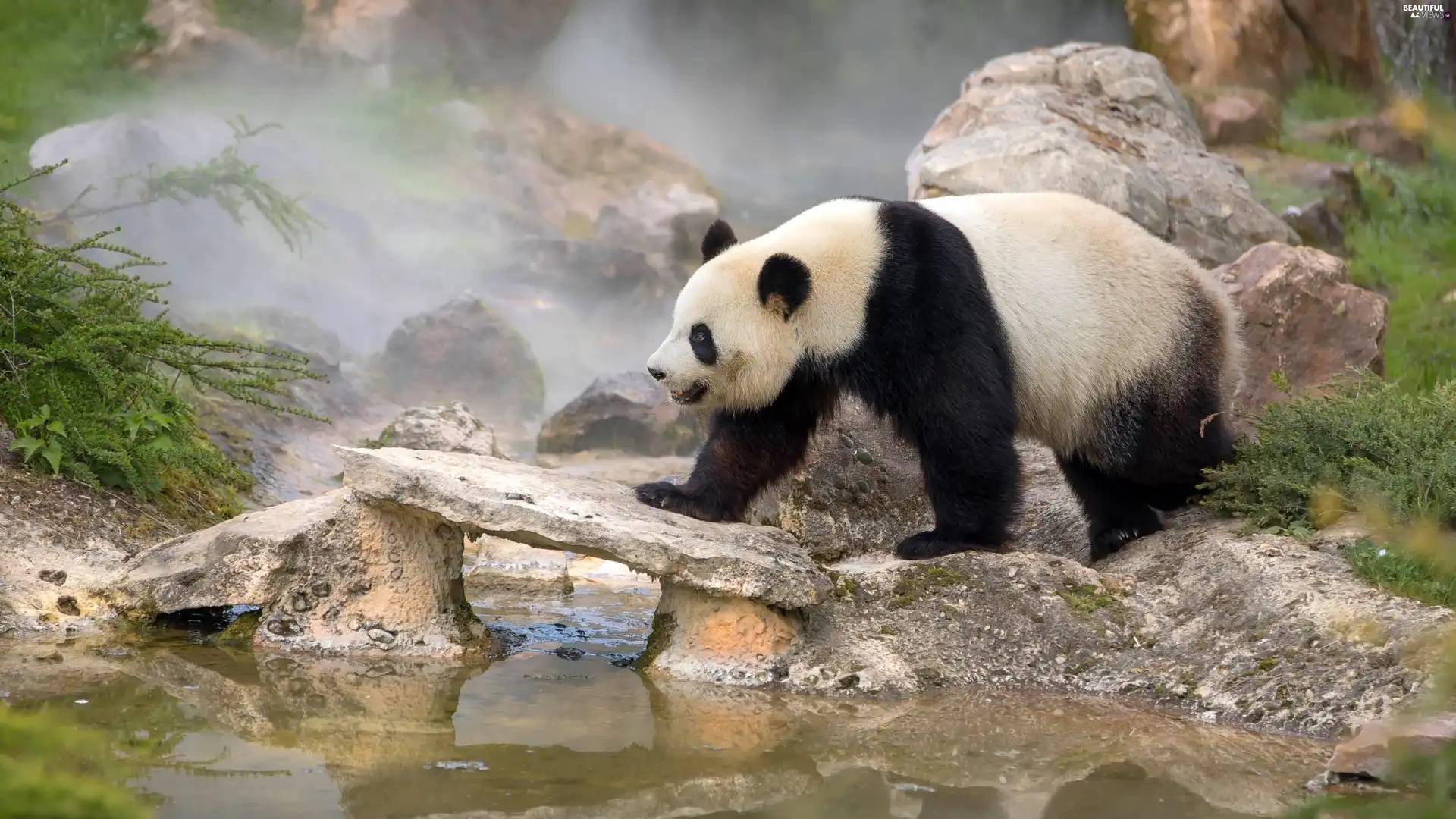 water, Bear, Fog, scrub, Stones, Panda