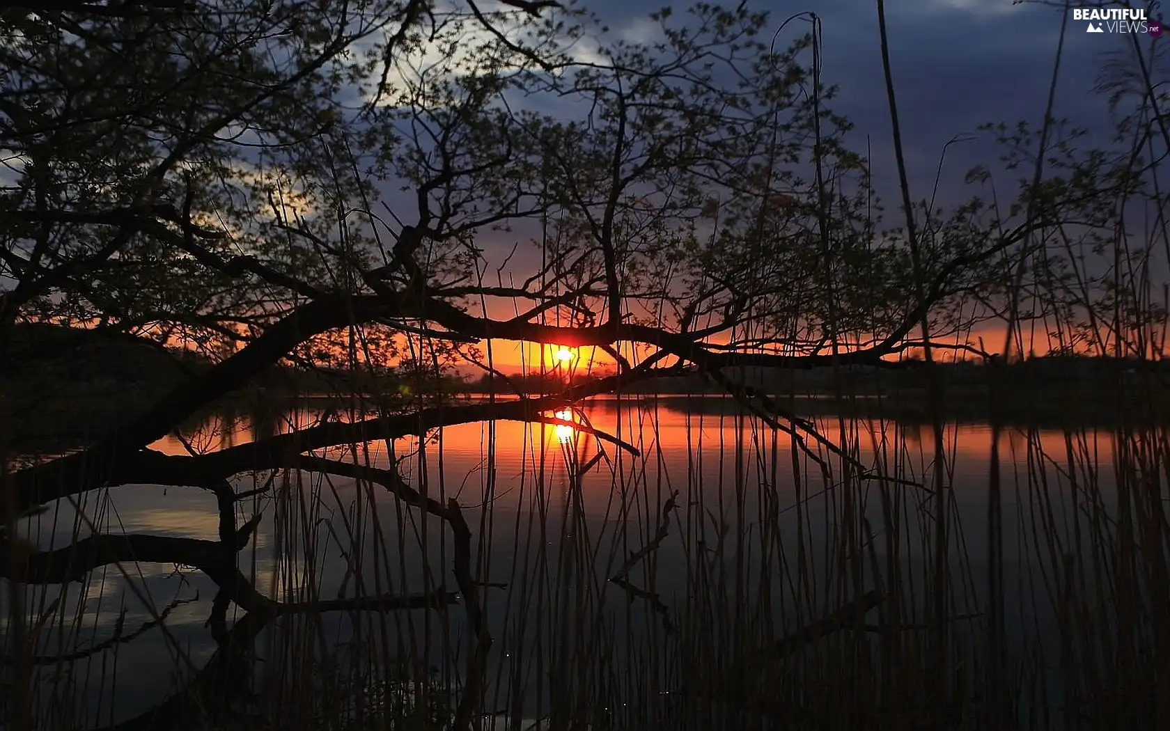 scrub, branch pics, west, sun, lake