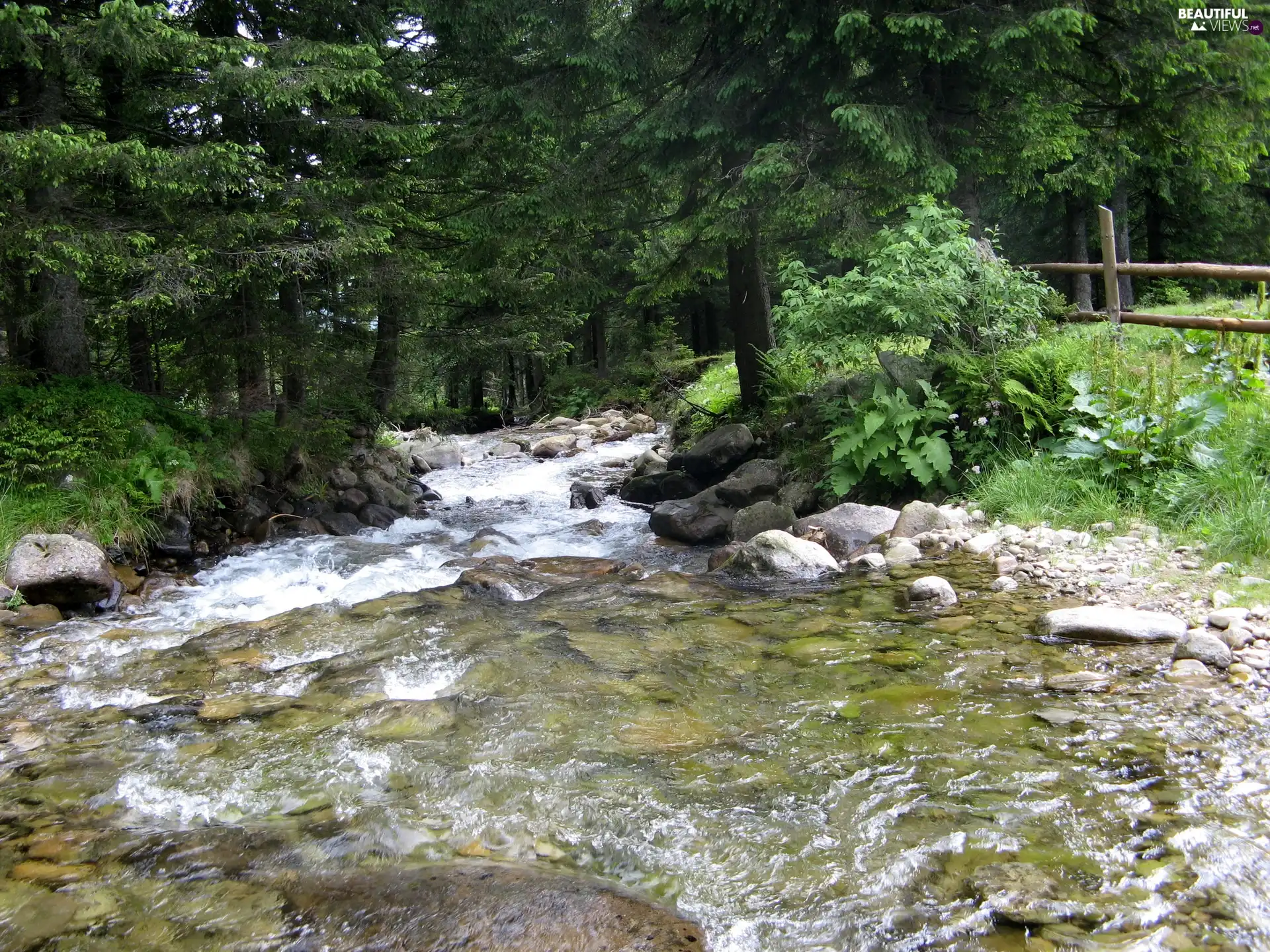 scrub, water, Stones