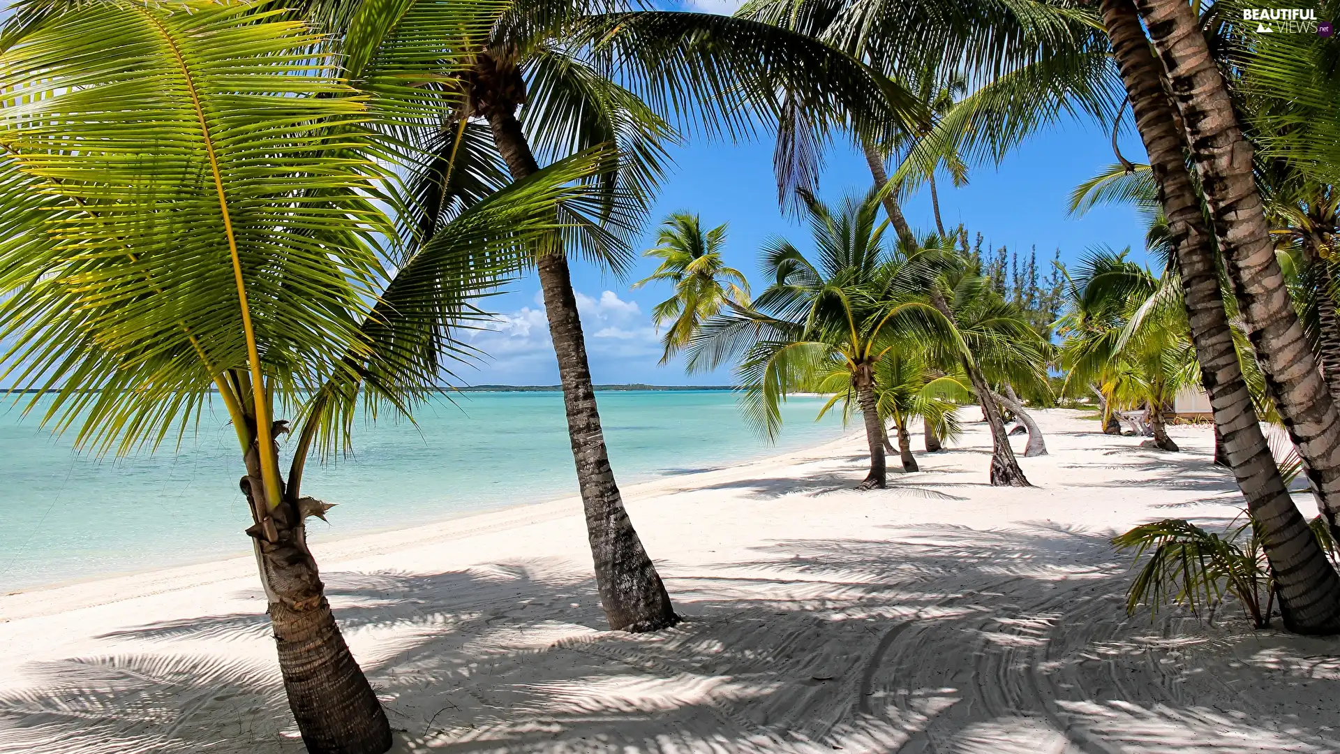 Beaches, sea, Coast, Palms, Bahamas