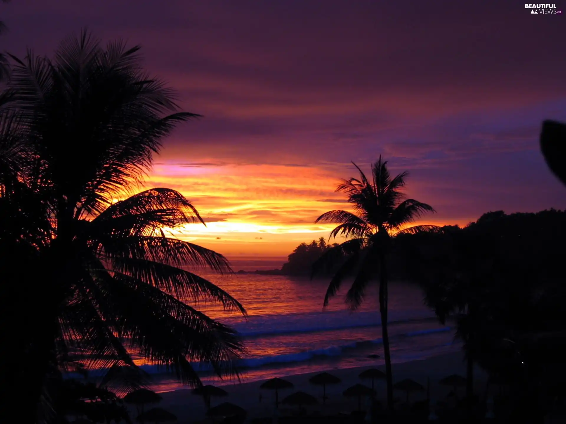 sea, Palms, west, sun, purple