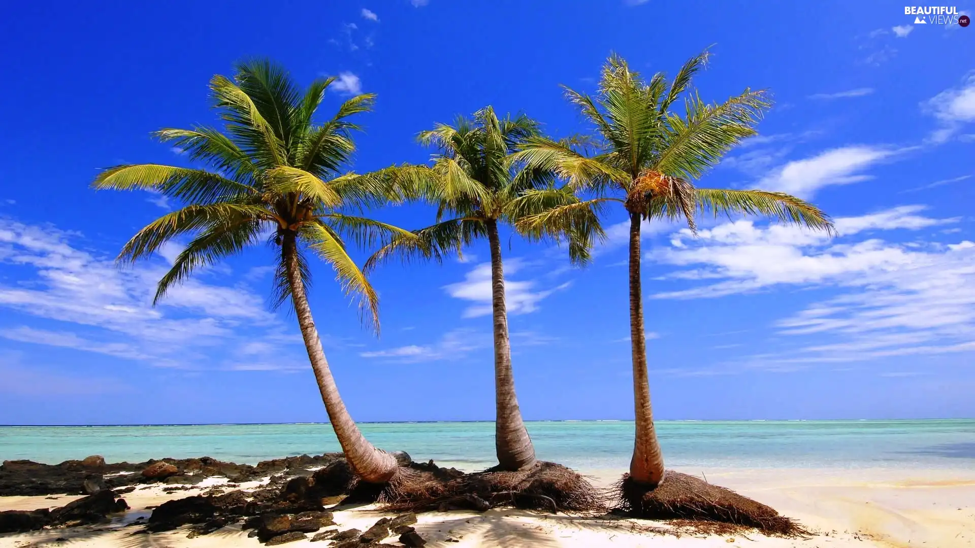 sea, Three, Palms