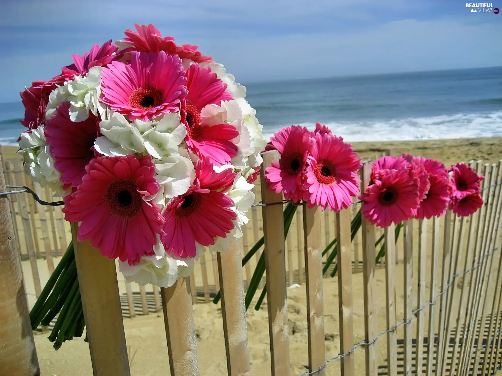 Pink, Beaches, sea, gerberas