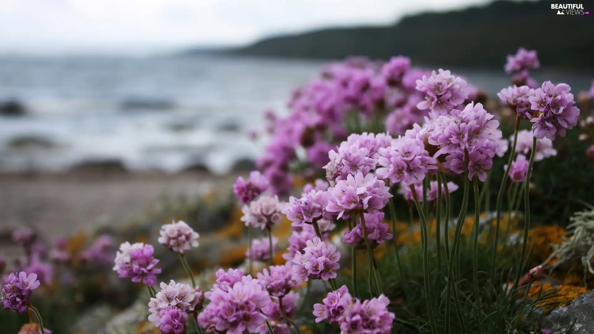 purple, sea, Sea Pink, Flowers