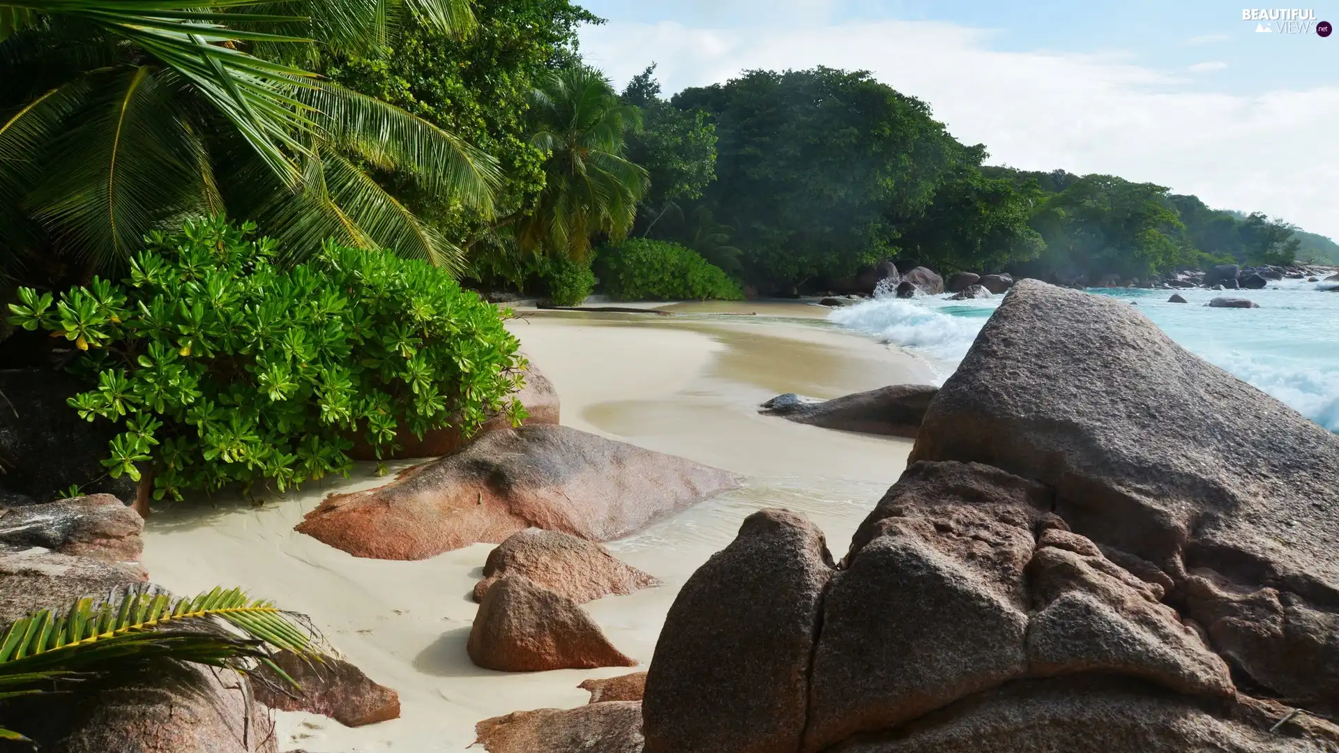 trees, Beaches, Palms, sea, viewes, Stones