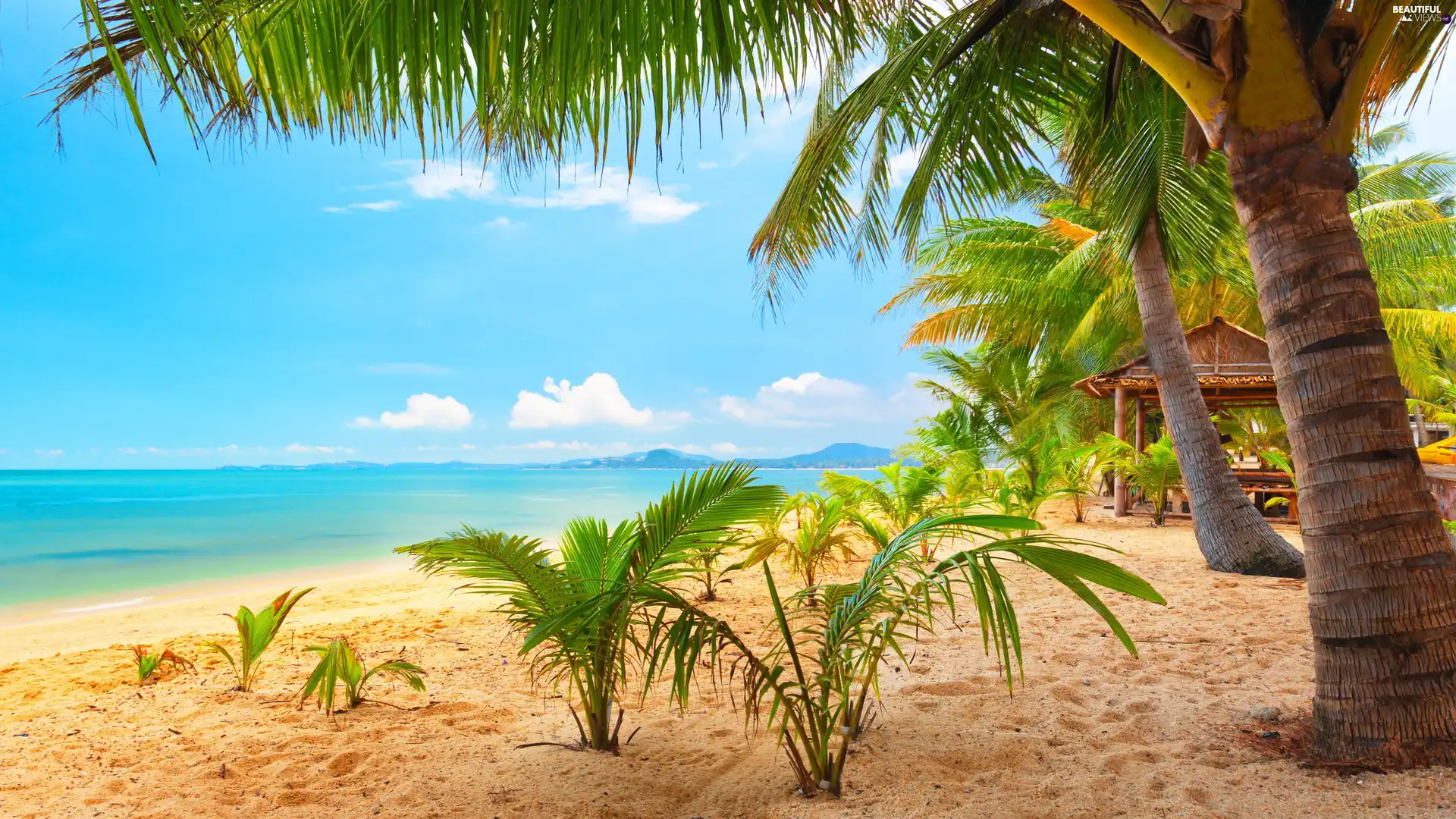 sea, Tropical, Palms, Home, Beaches