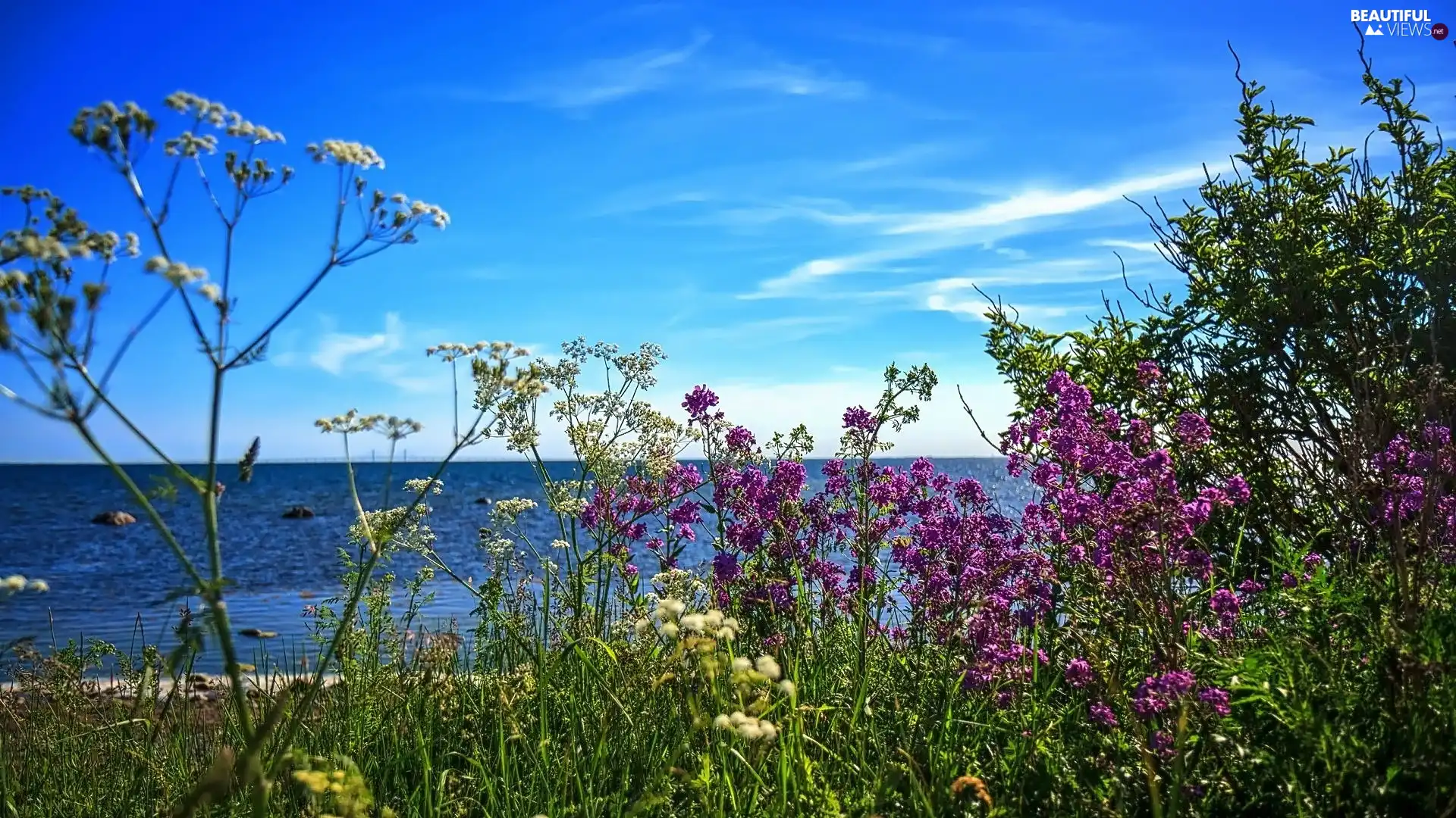 sea, VEGETATION, seaside, Flowers