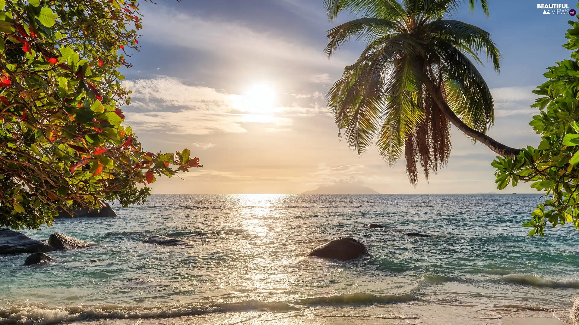 trees, sea, Sunrise, Seychelles, Palm, branch pics