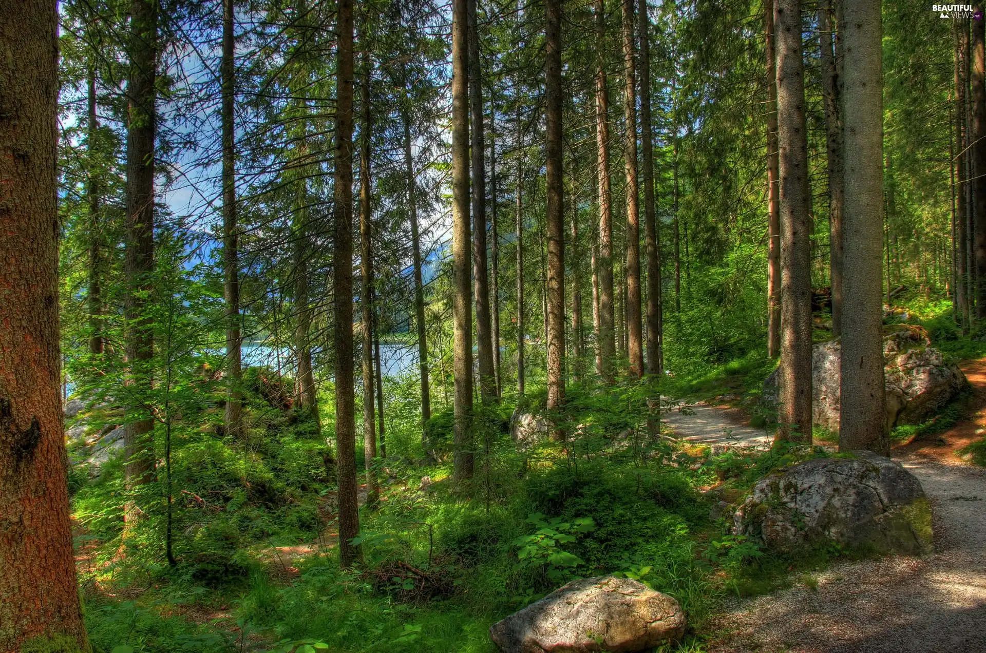 forest, lake, shadows, Way