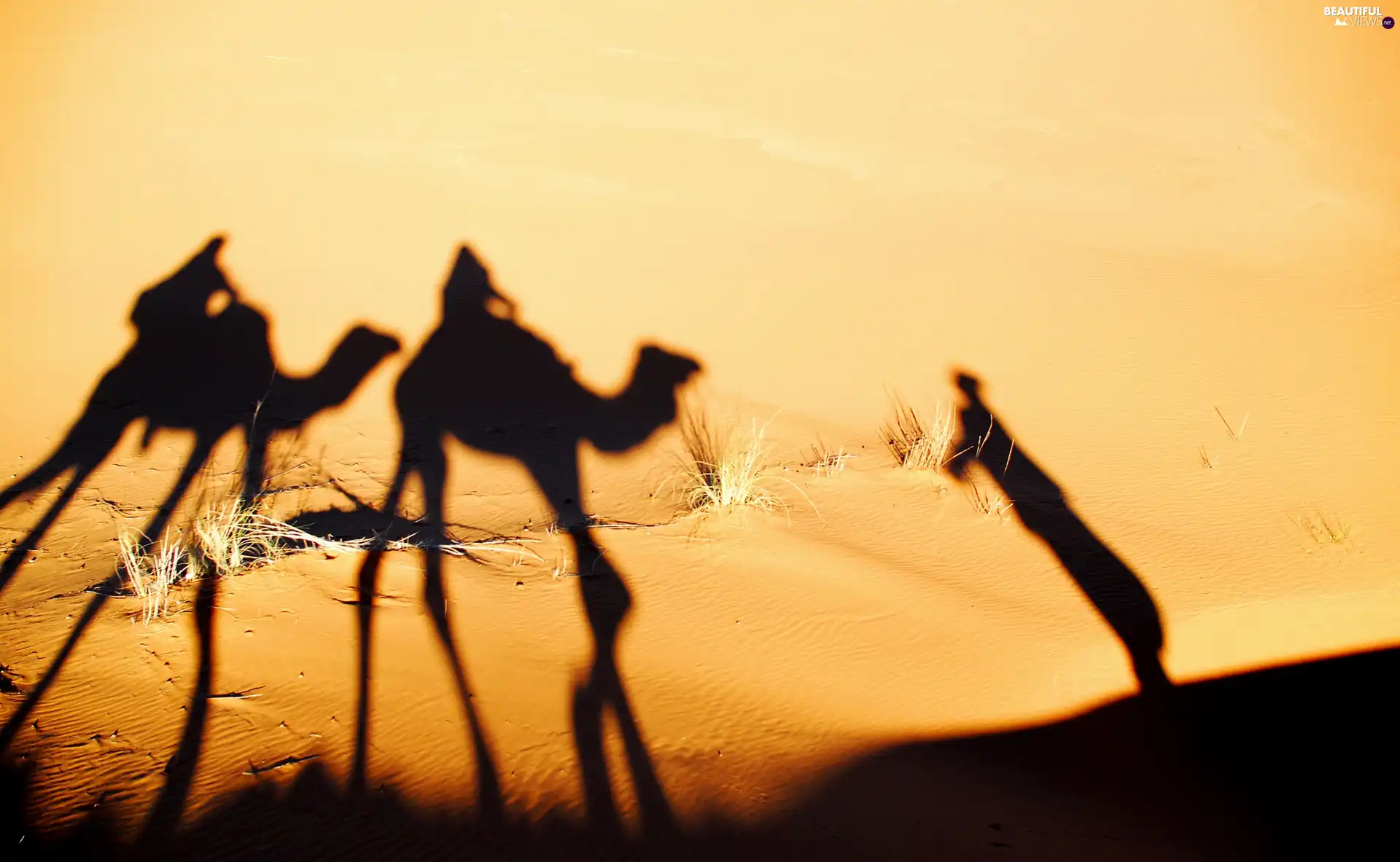 shadows, Desert, Sand