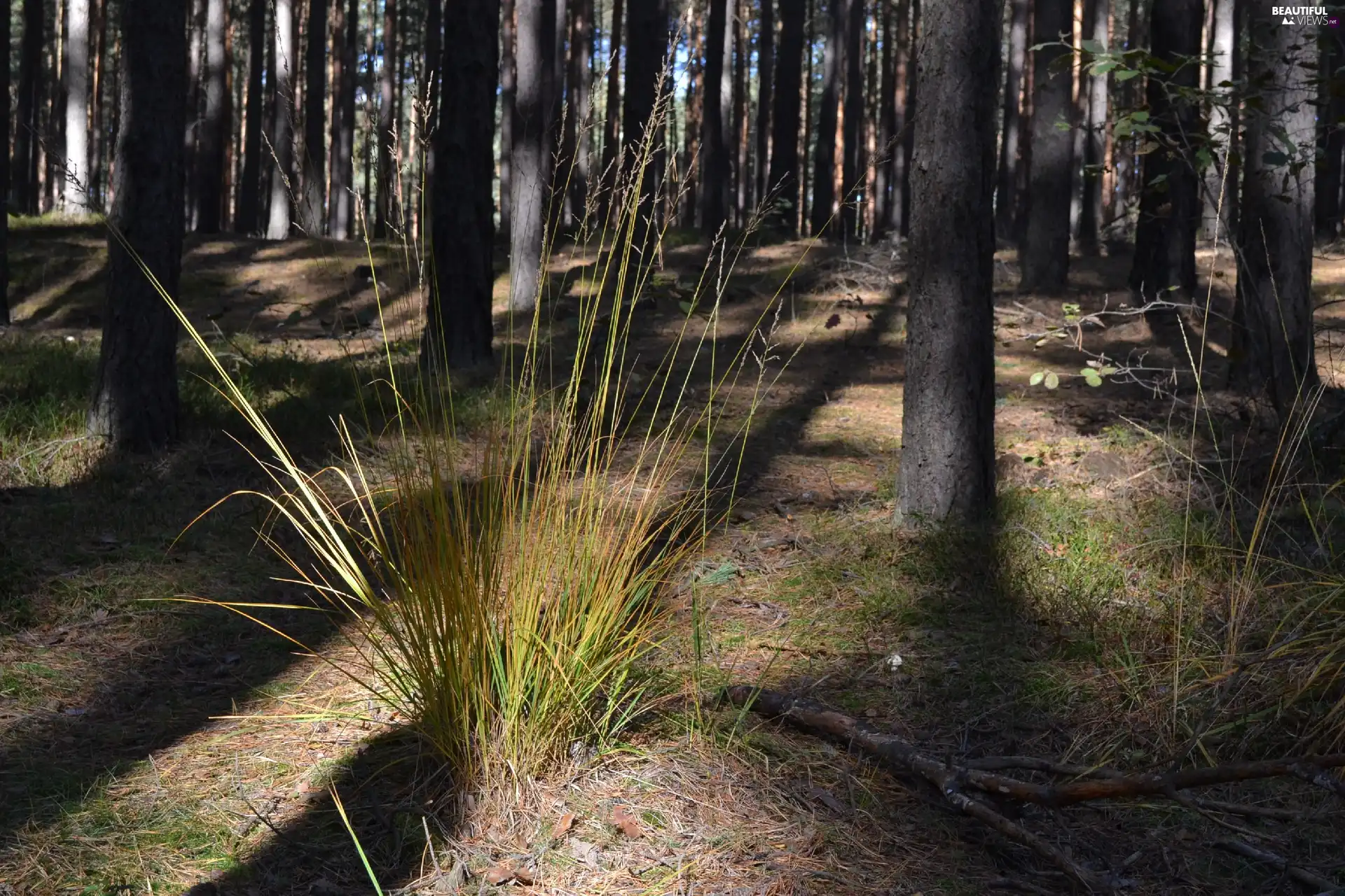clump, forest, shadows, trees, grass, pine